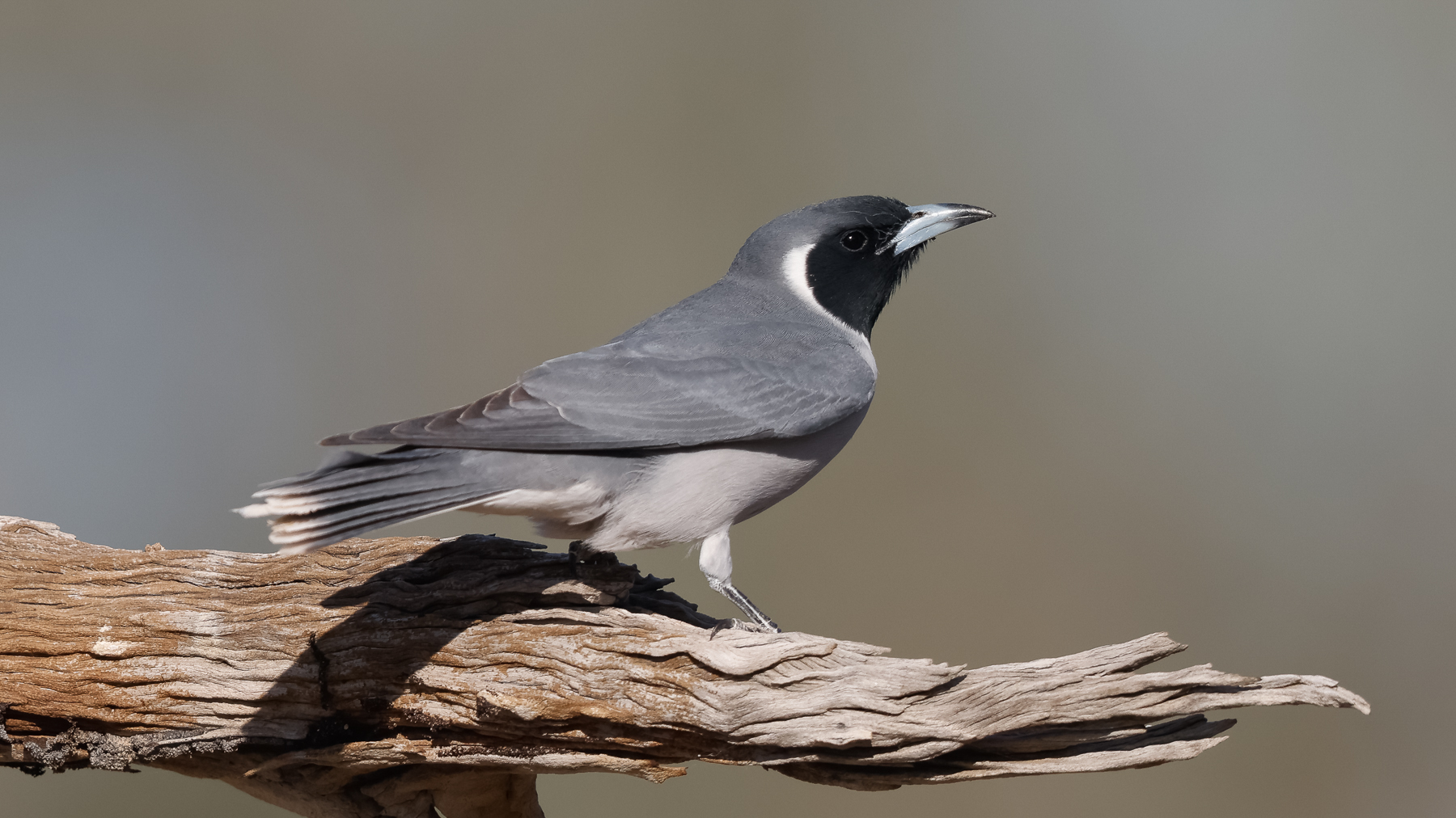 Masked Woodswallow (Image ID 43647)