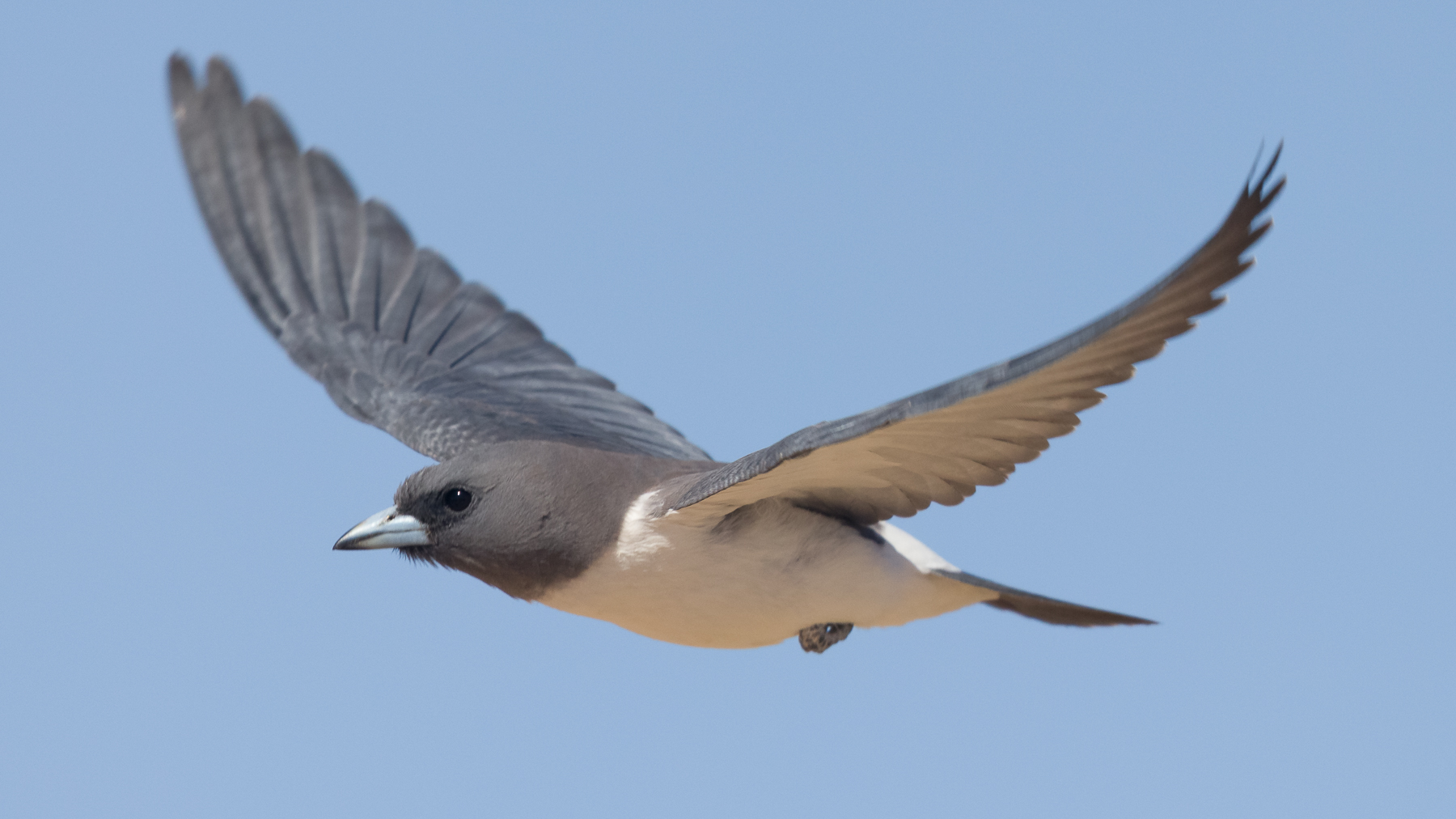 White-breasted Woodswallow (Image ID 43513)