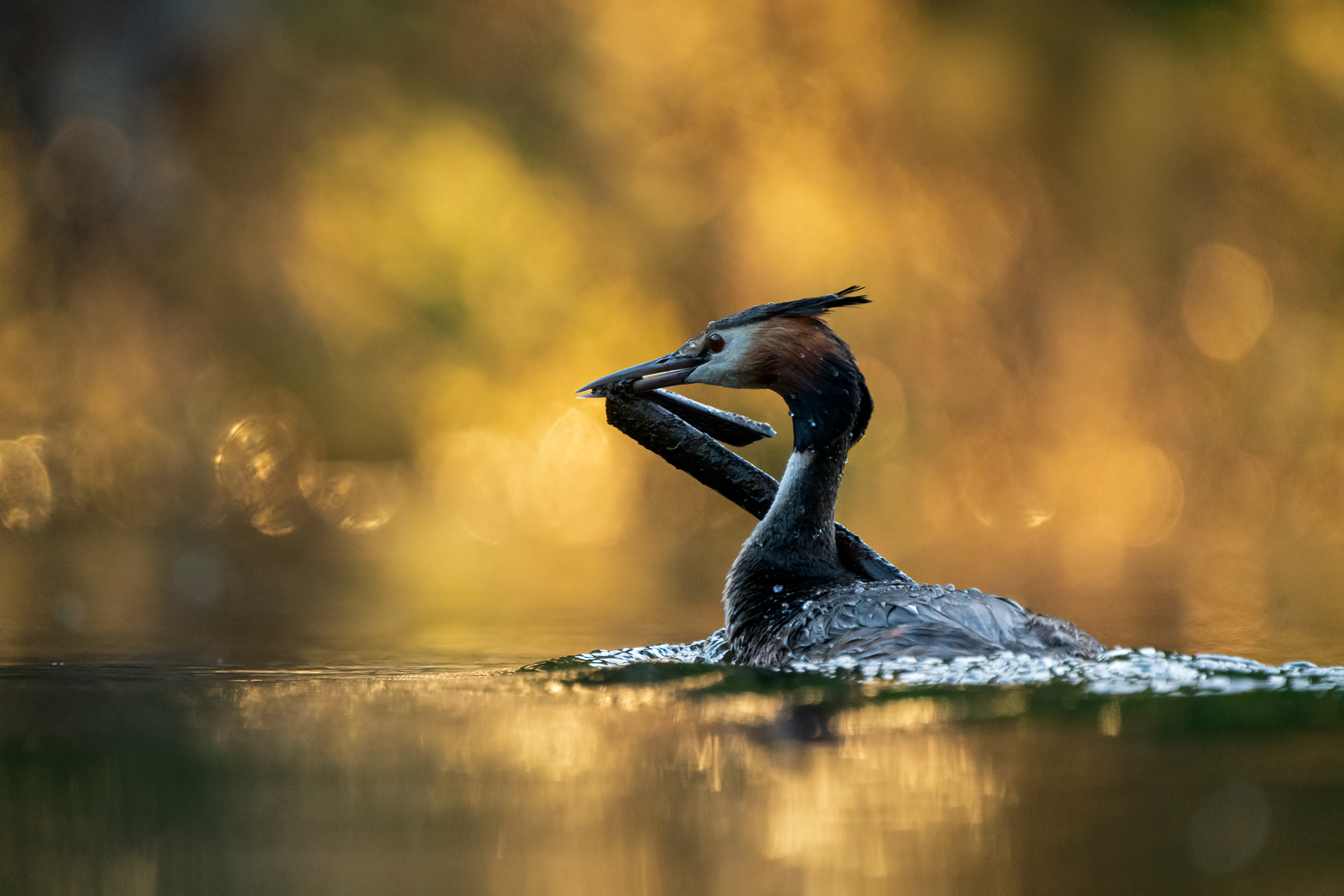 Great Crested Grebe (Image ID 43561)
