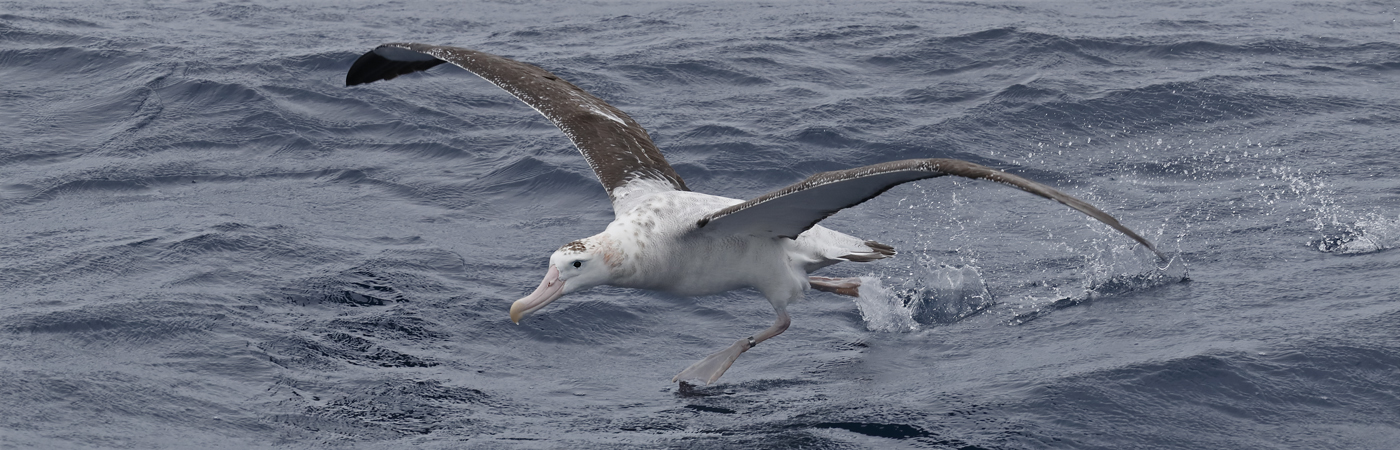 Wandering Albatross (Image ID 43621)