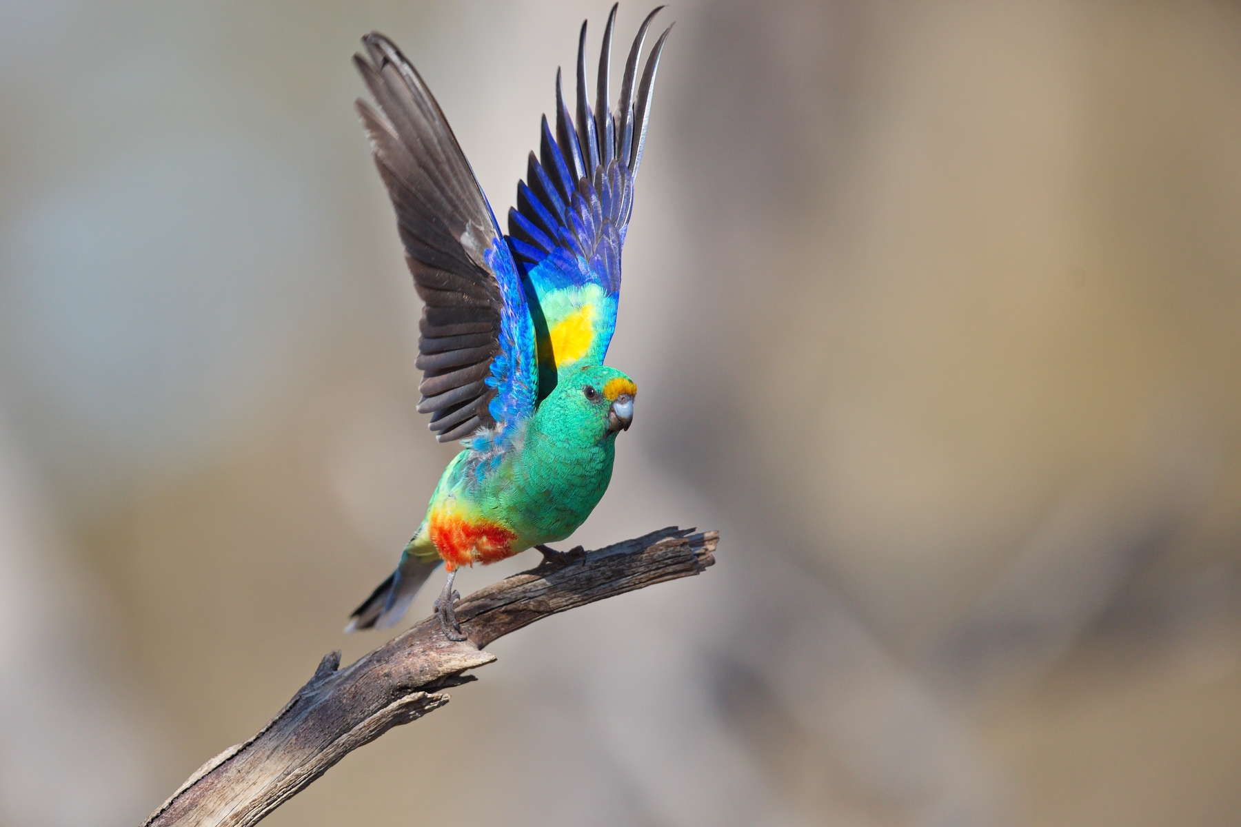 Mulga Parrot (Image ID 43552)