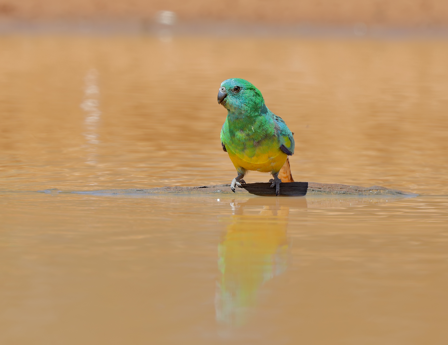Red-rumped Parrot (Image ID 43473)
