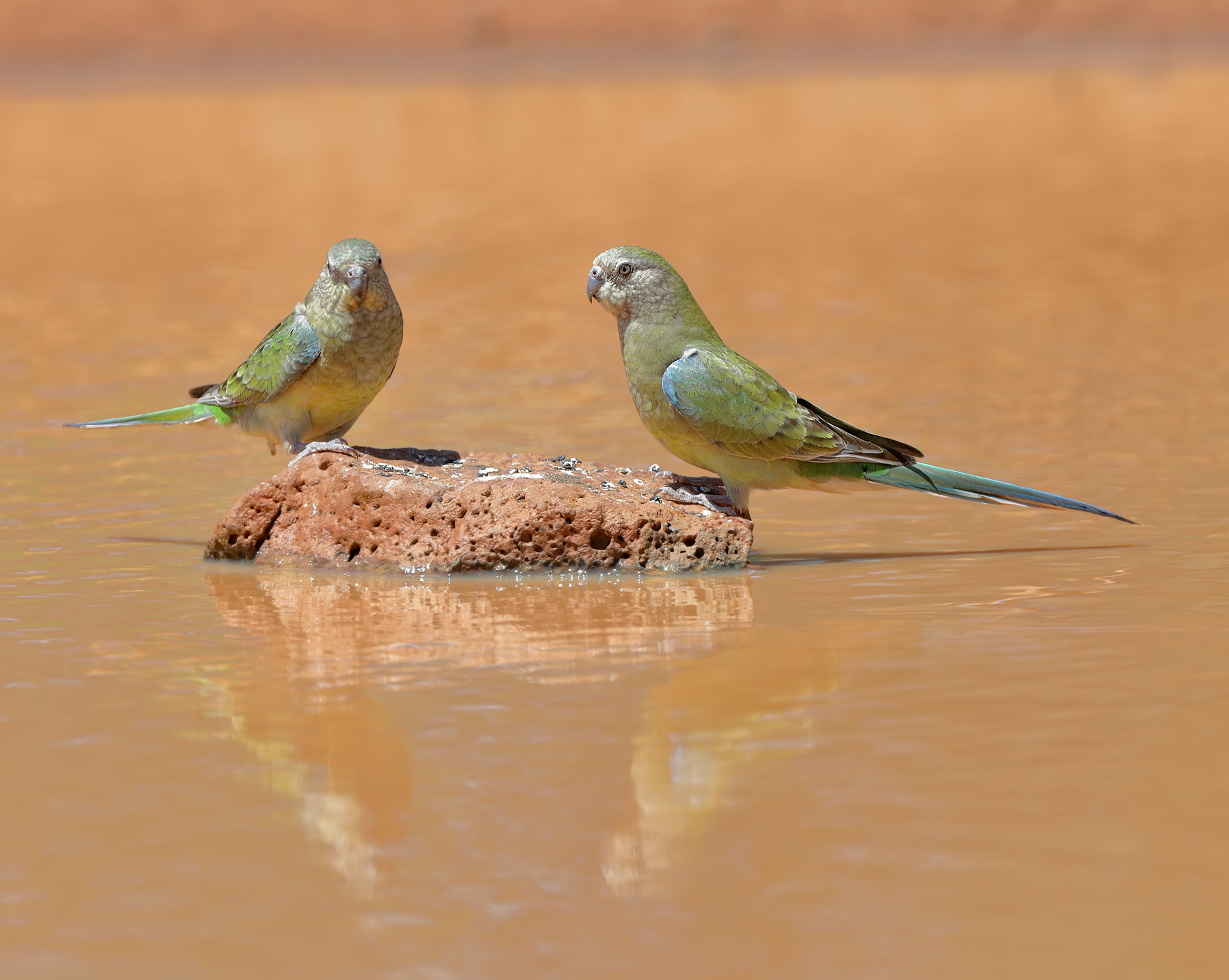 Red-rumped Parrot (Image ID 43474)