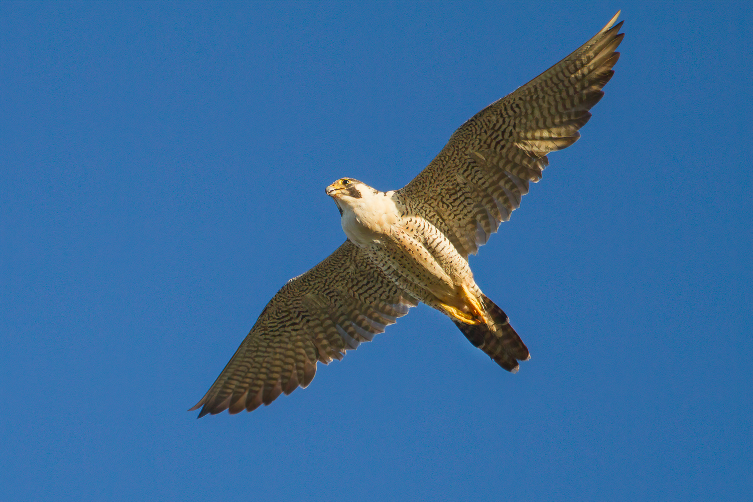 Peregrine Falcon (Image ID 43283)