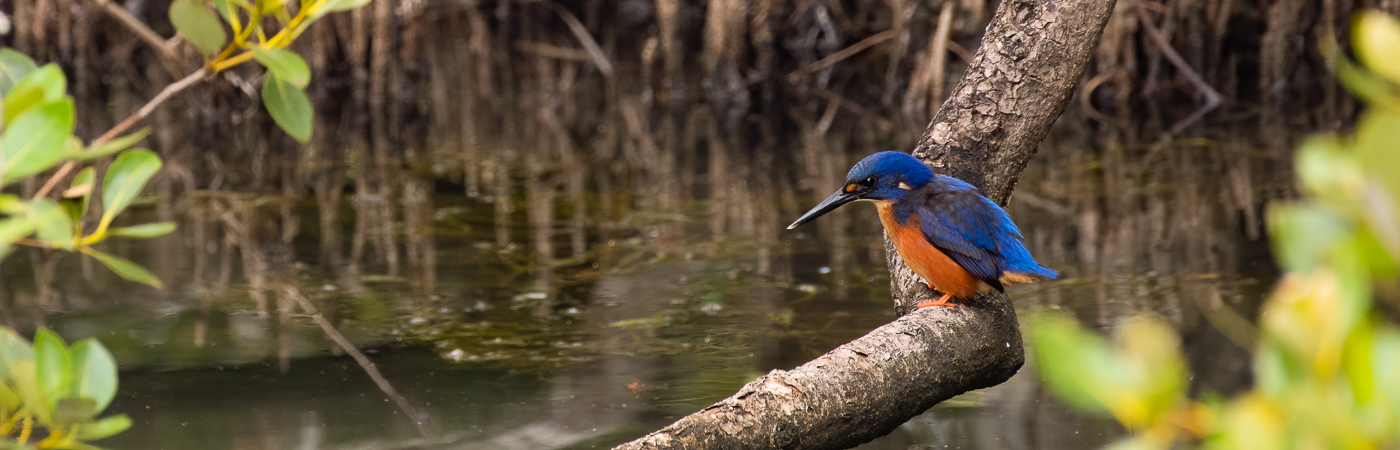 Azure Kingfisher (Image ID 43517)