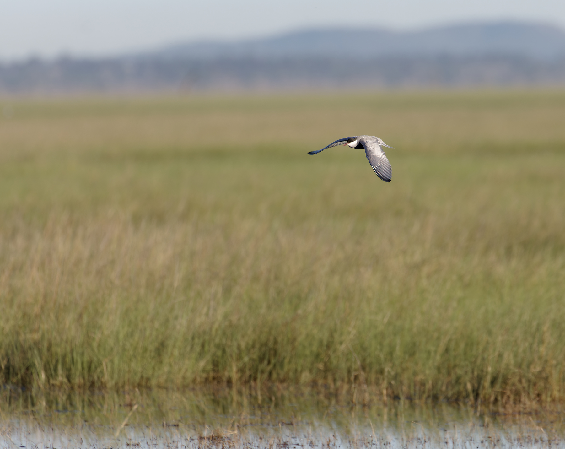 Whiskered Tern (Image ID 43479)