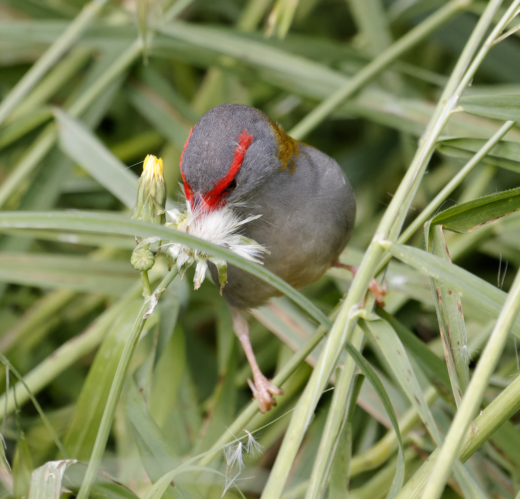Red-browed Finch (Image ID 43328)