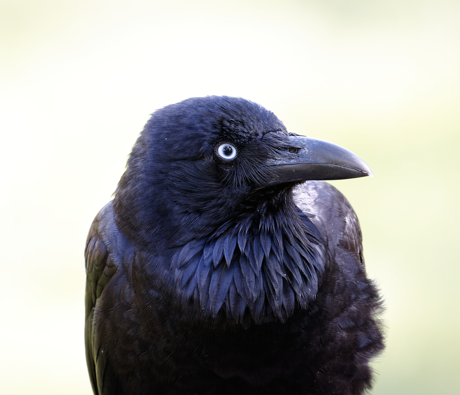 Australian Raven (Image ID 43376)