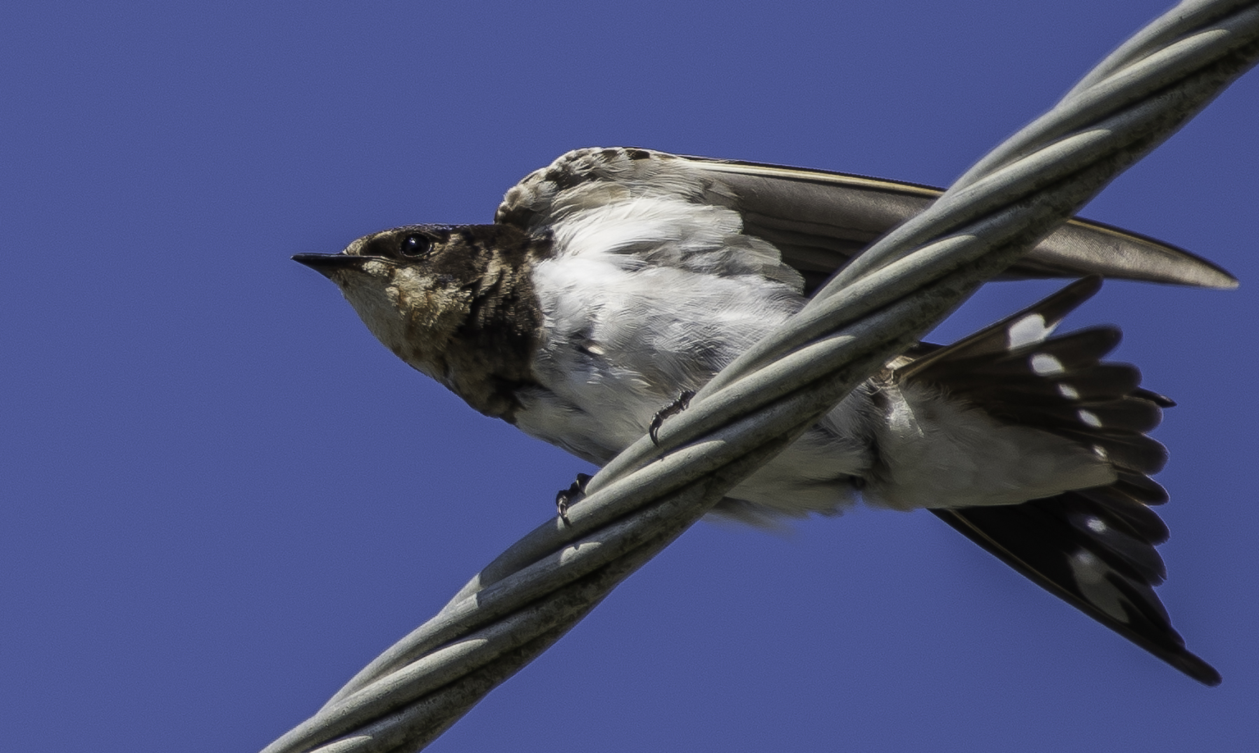 Barn Swallow (Image ID 43319)
