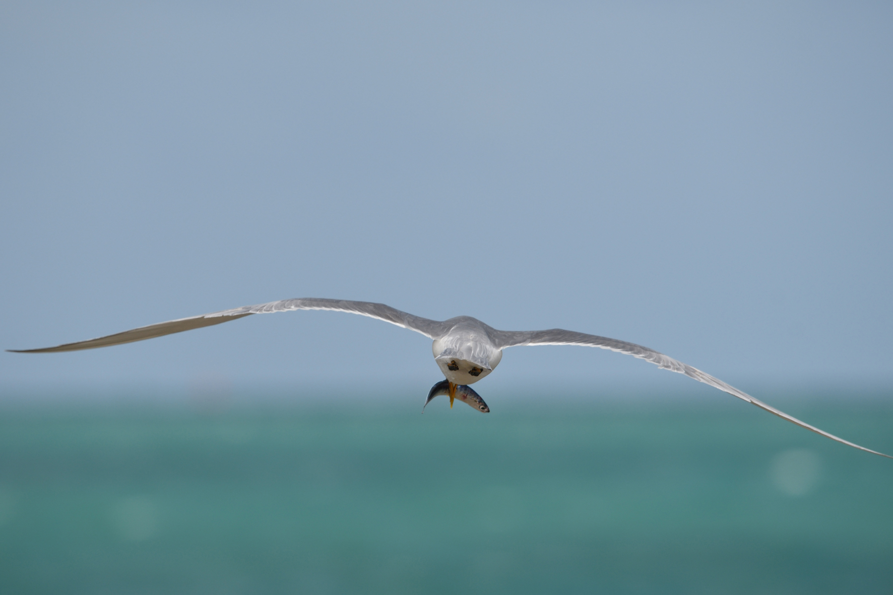 Greater Crested Tern (Image ID 43537)