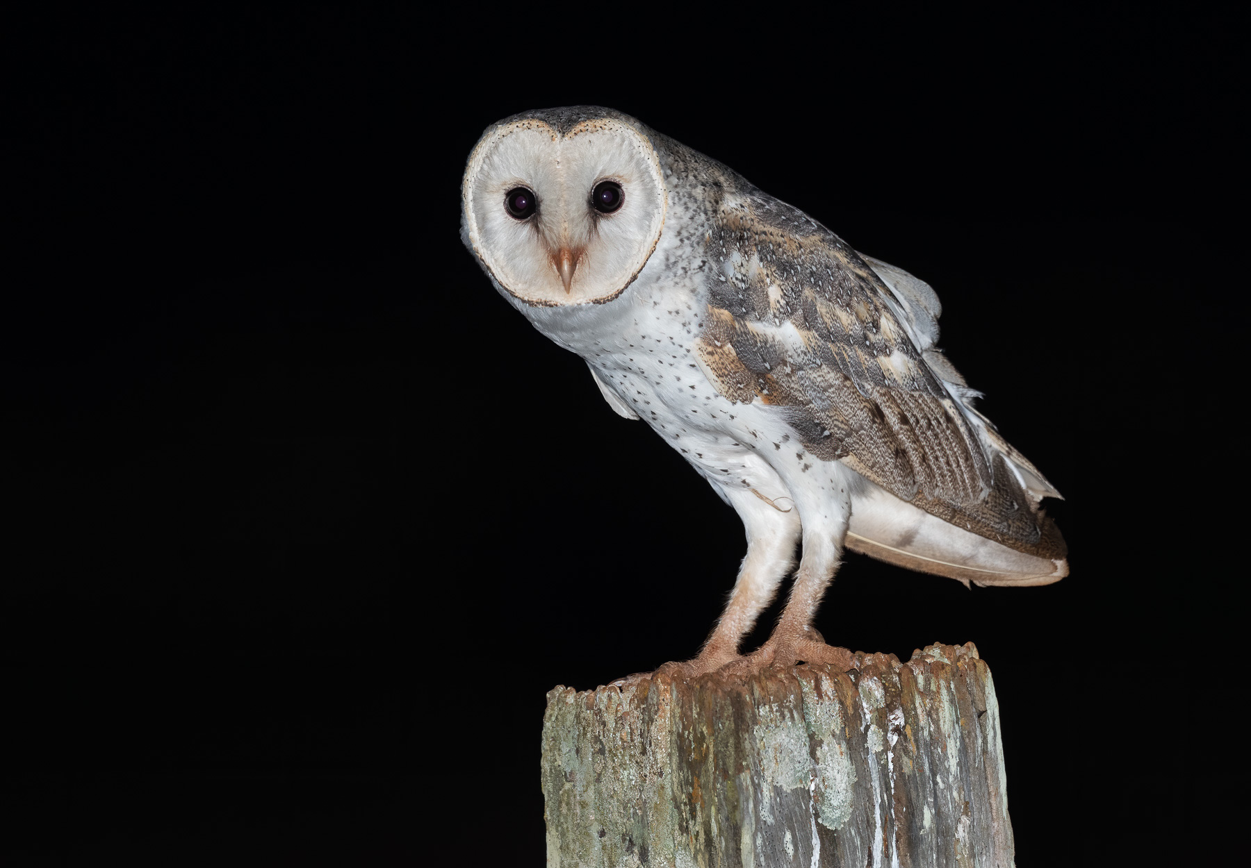 Barn Owl (Image ID 43363)