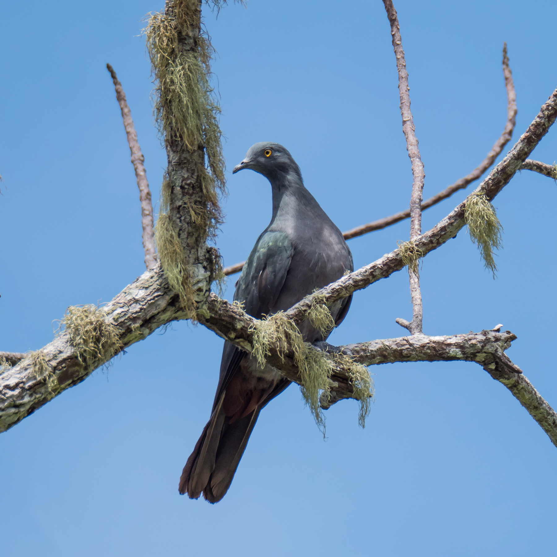 Christmas Island Imperial-Pigeon (Image ID 43329)