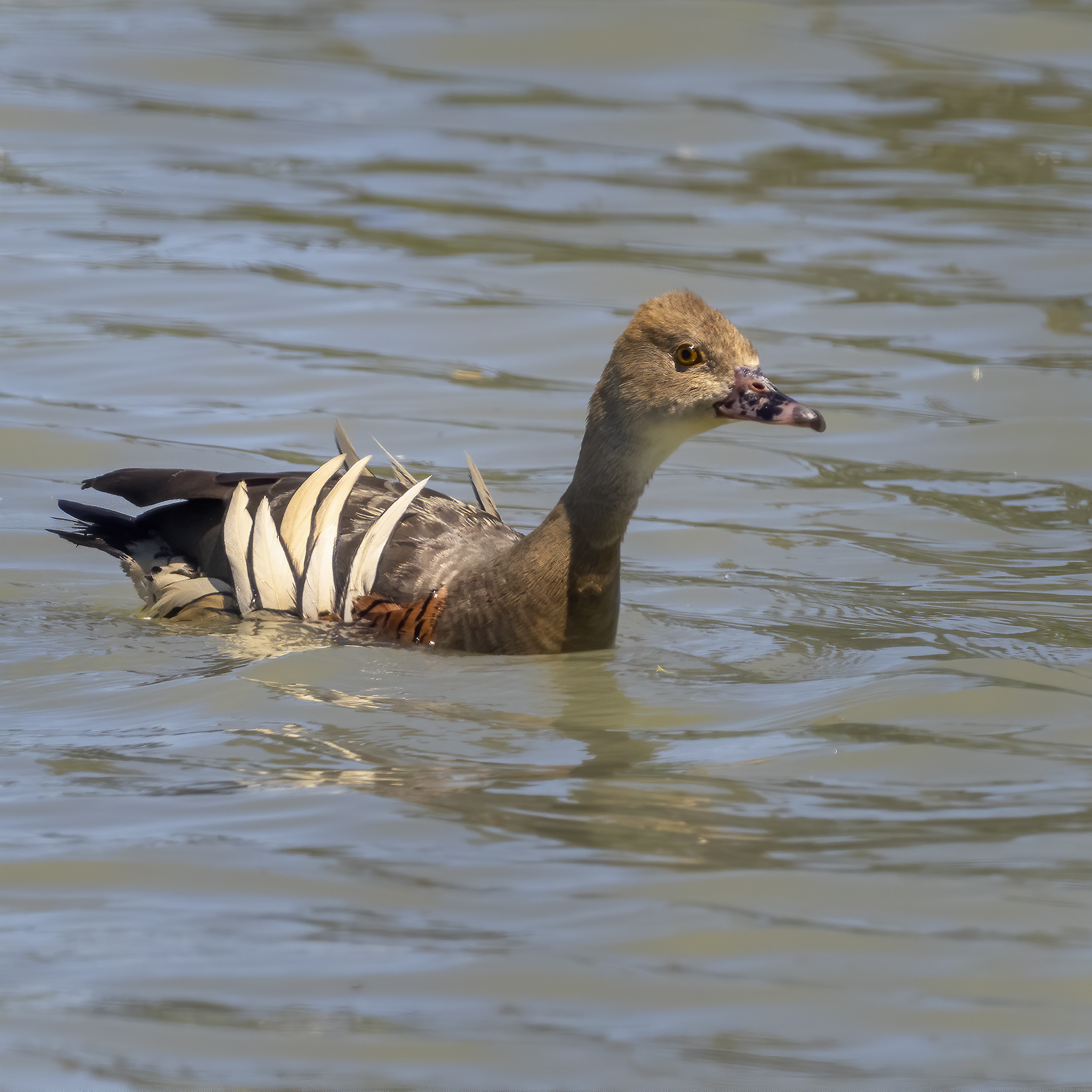 Plumed Whistling-Duck (Image ID 43385)