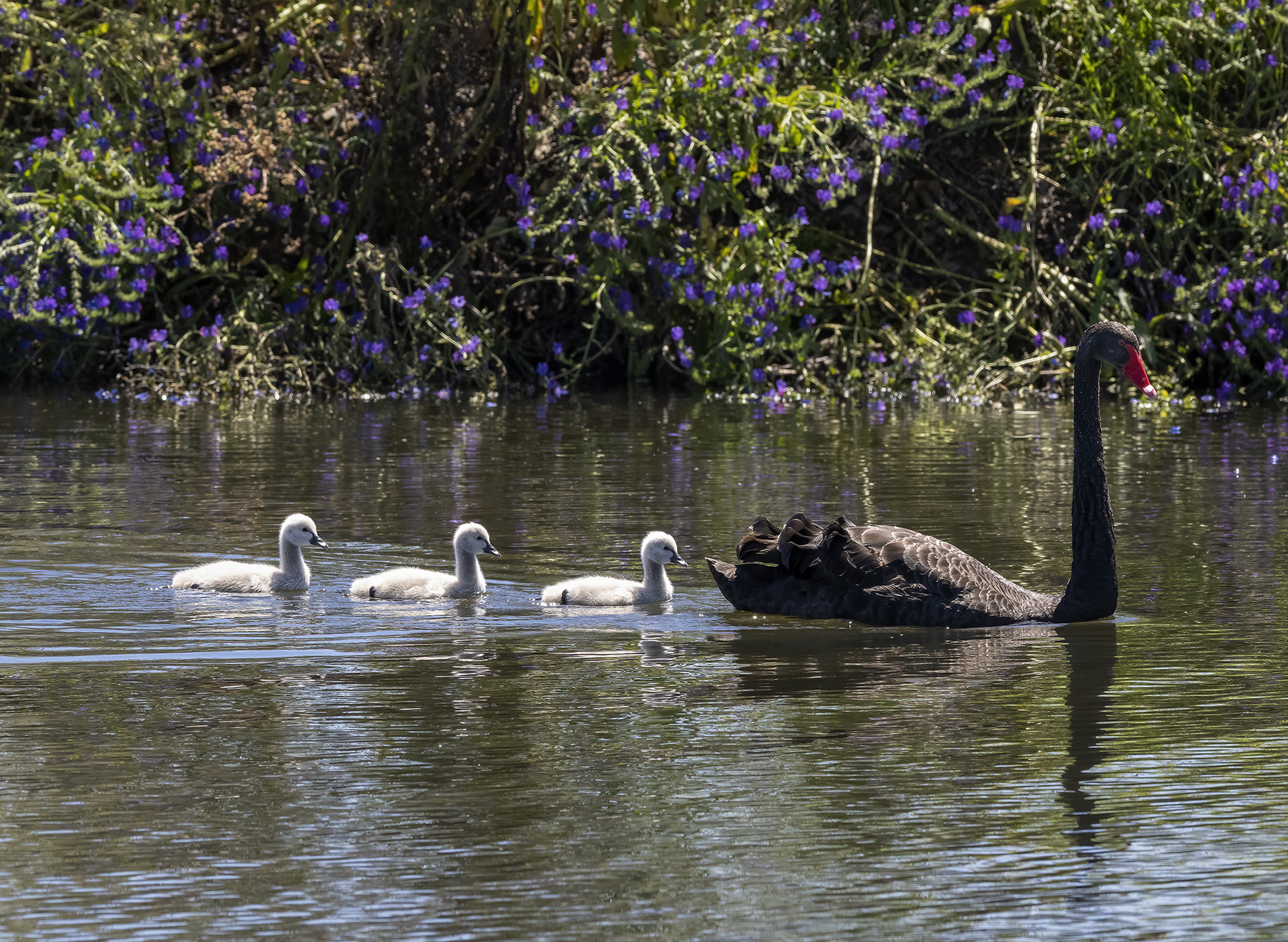 Black Swan (Image ID 43410)