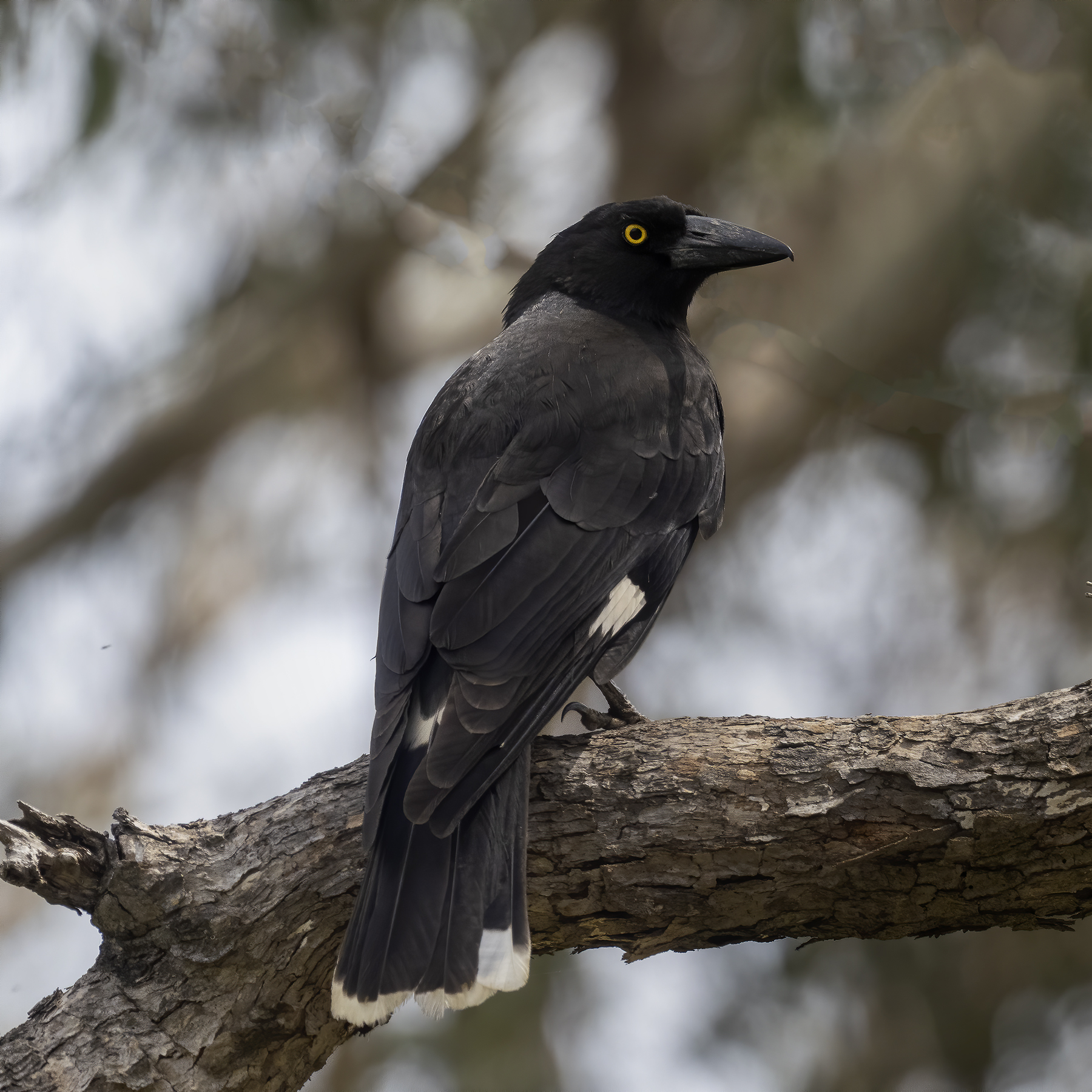 Pied Currawong (Image ID 43384)
