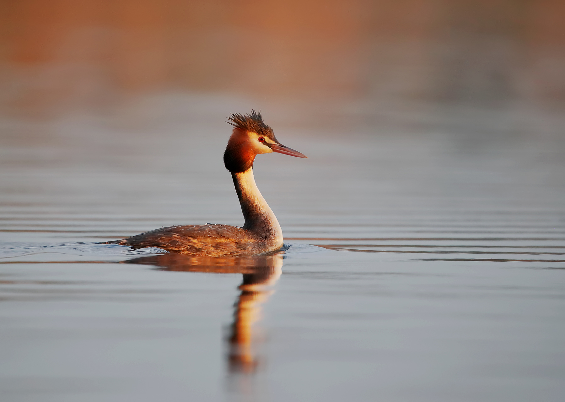 Great Crested Grebe (Image ID 43500)