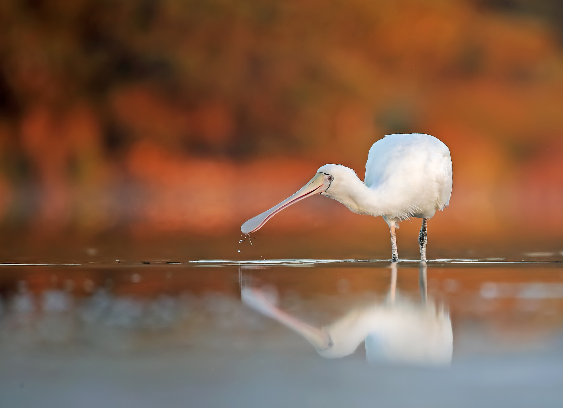 Yellow-billed Spoonbill (Image ID 43239)