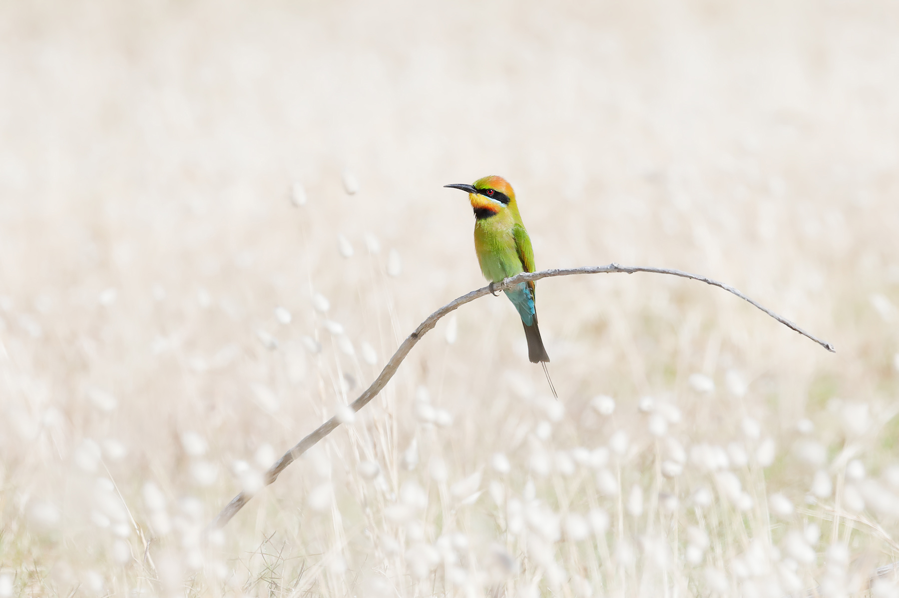 Rainbow Bee-eater (Image ID 43642)