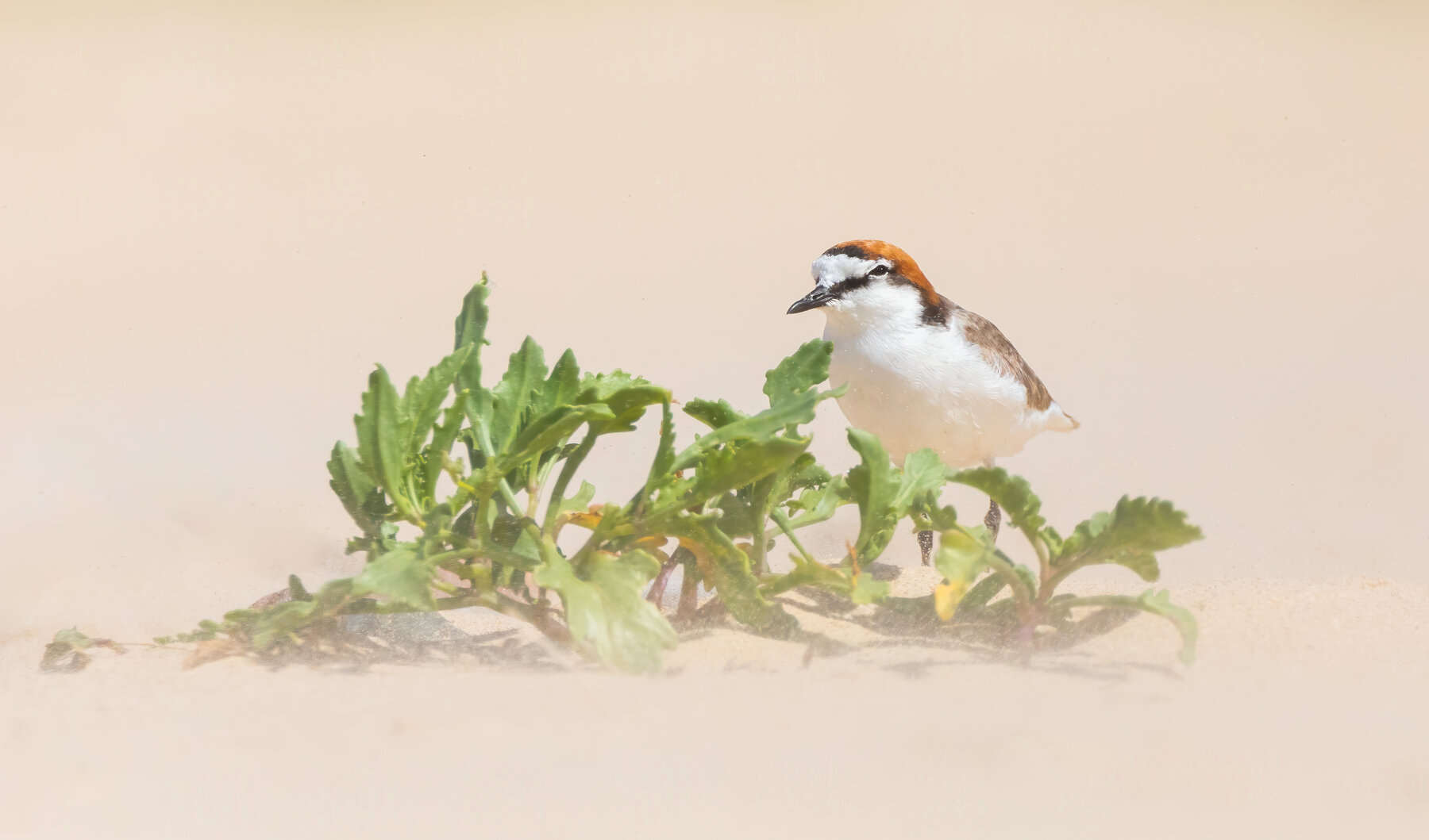 Red-capped Plover (Image ID 43480)