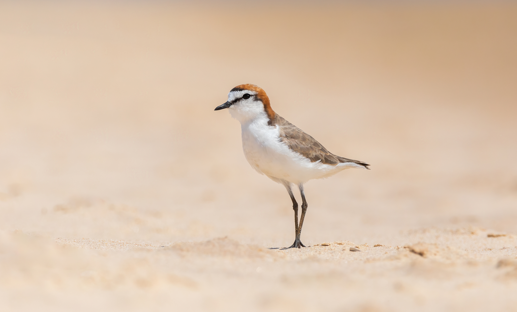 Red-capped Plover (Image ID 43584)