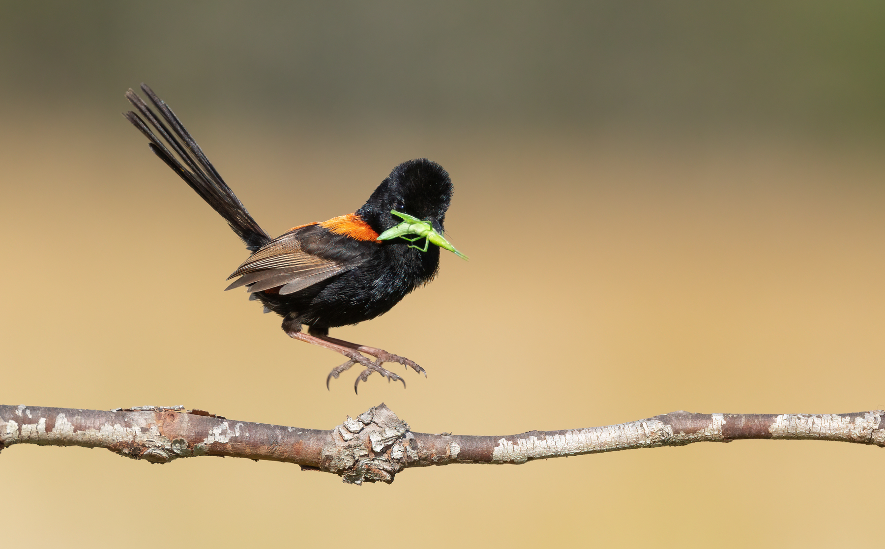 Red-backed Fairy-wren (Image ID 43262)