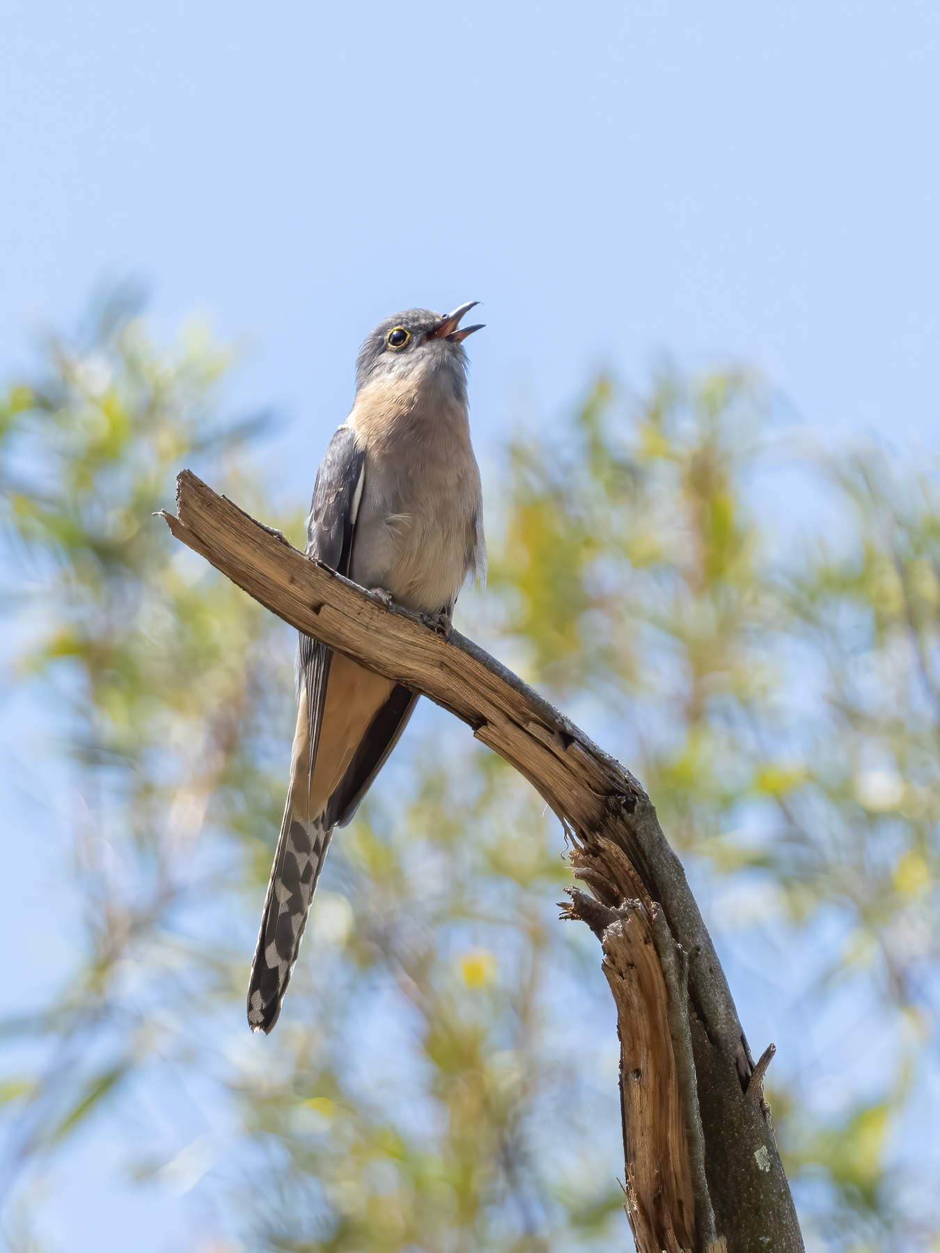 Fan-tailed Cuckoo (Image ID 43287)