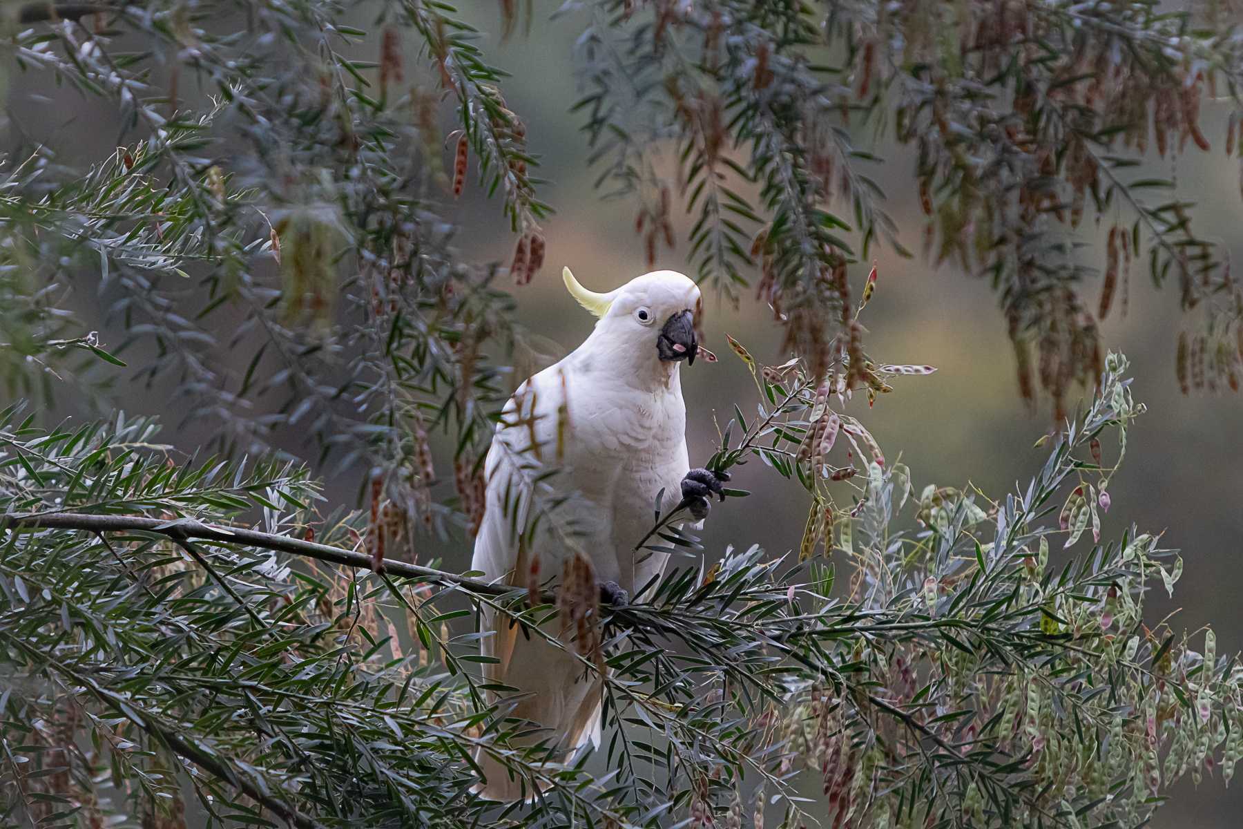 Sulphur-crested Cockatoo (Image ID 43346)