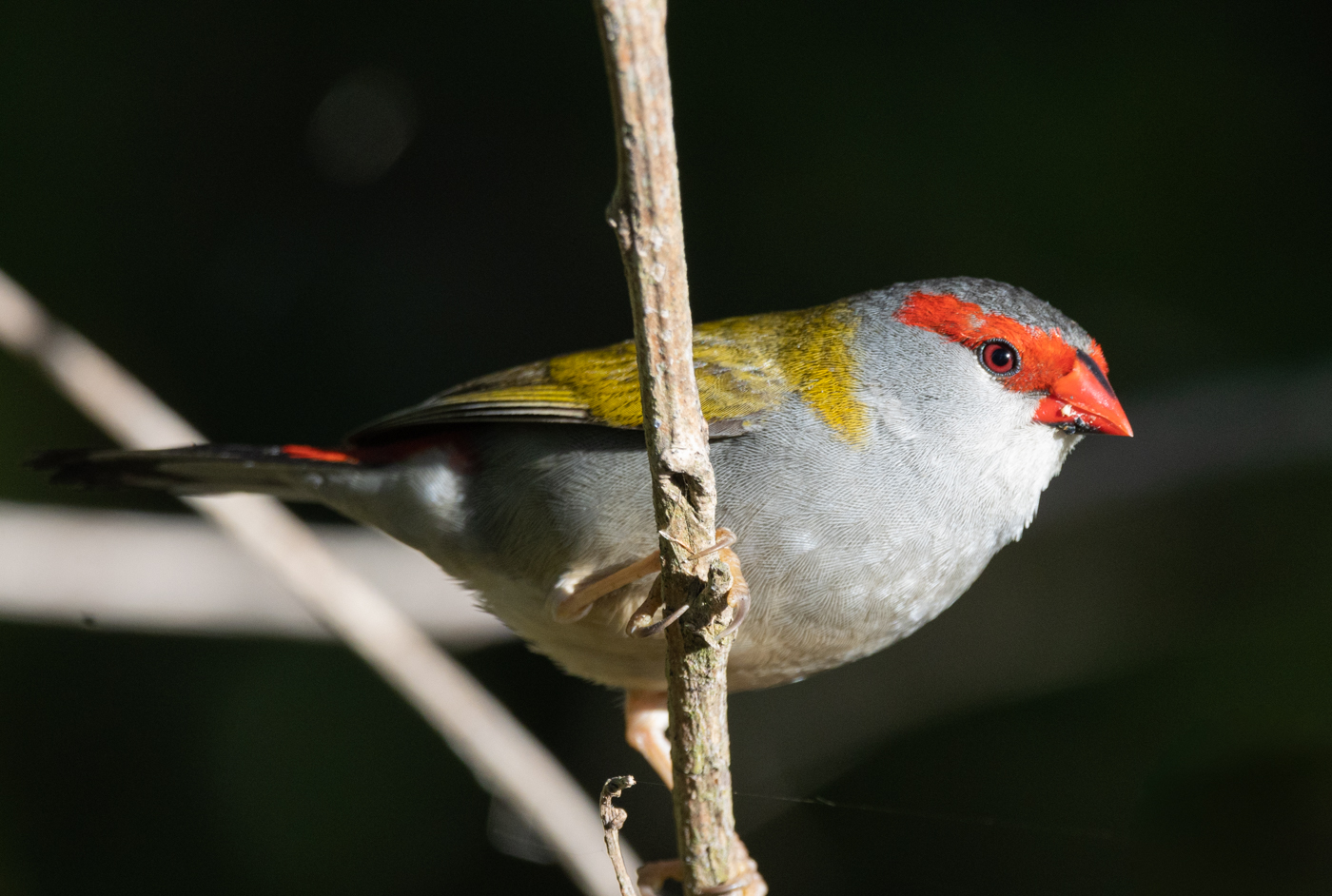 Red-browed Finch (Image ID 43469)