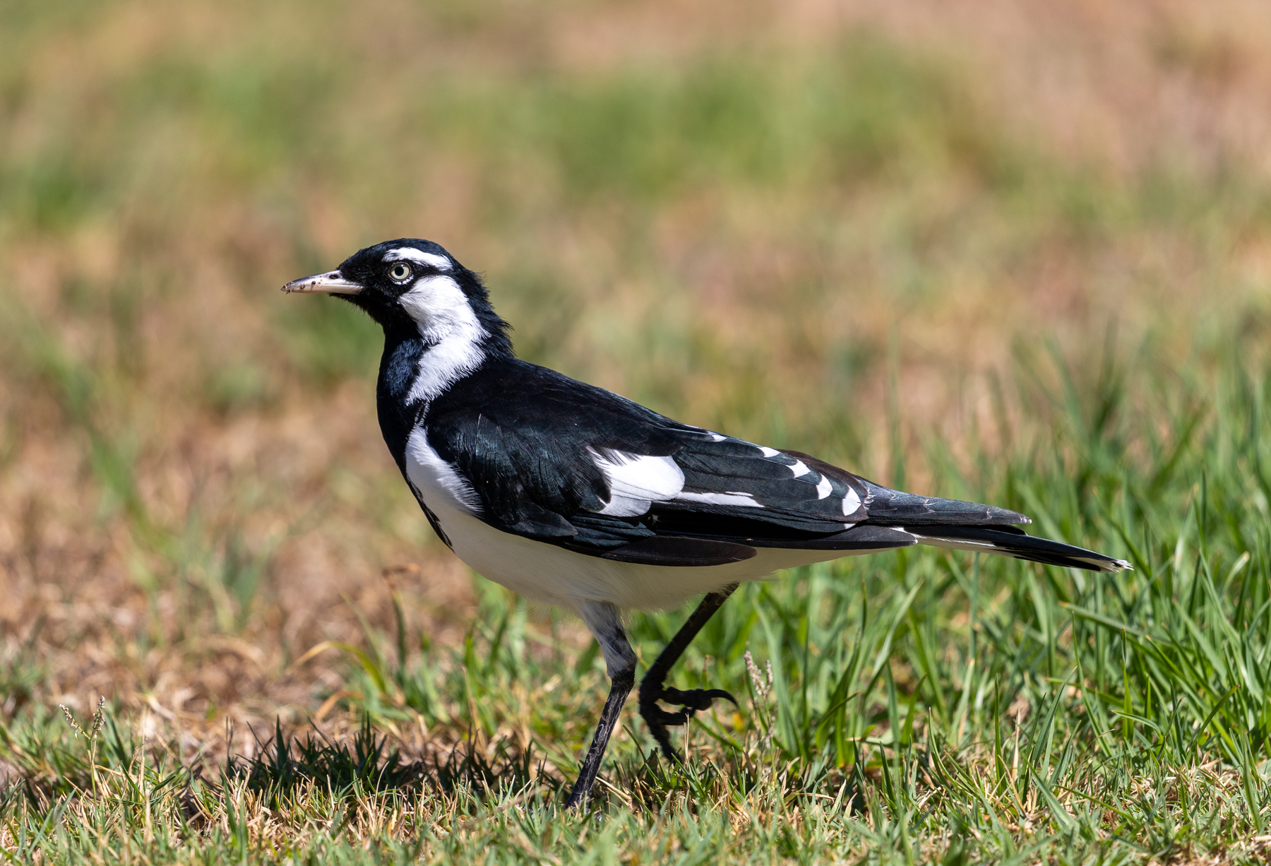 Magpie-lark (Image ID 43518)