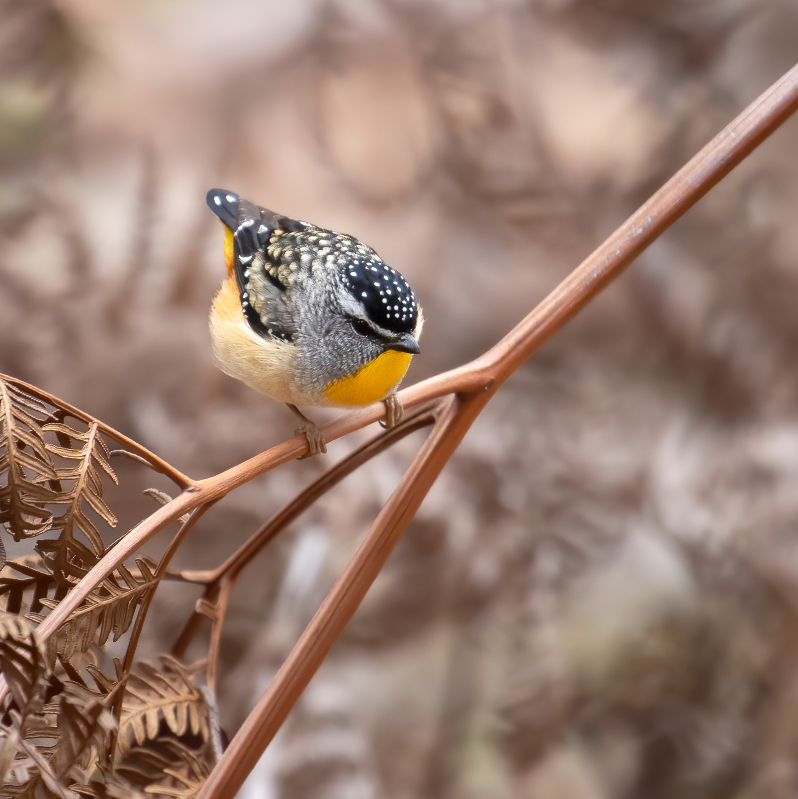 Spotted Pardalote (Image ID 43520)