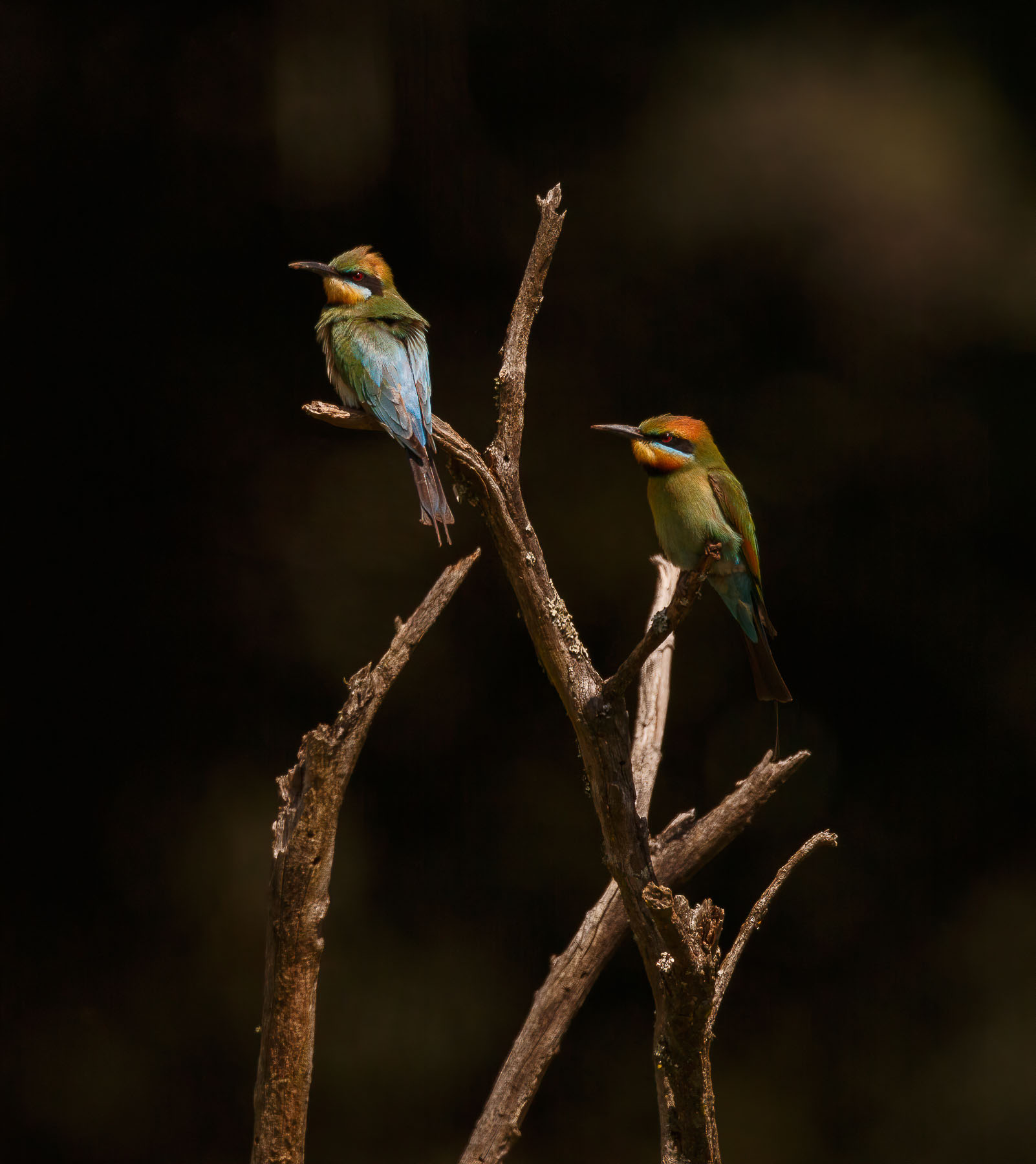 Rainbow Bee-eater (Image ID 43463)