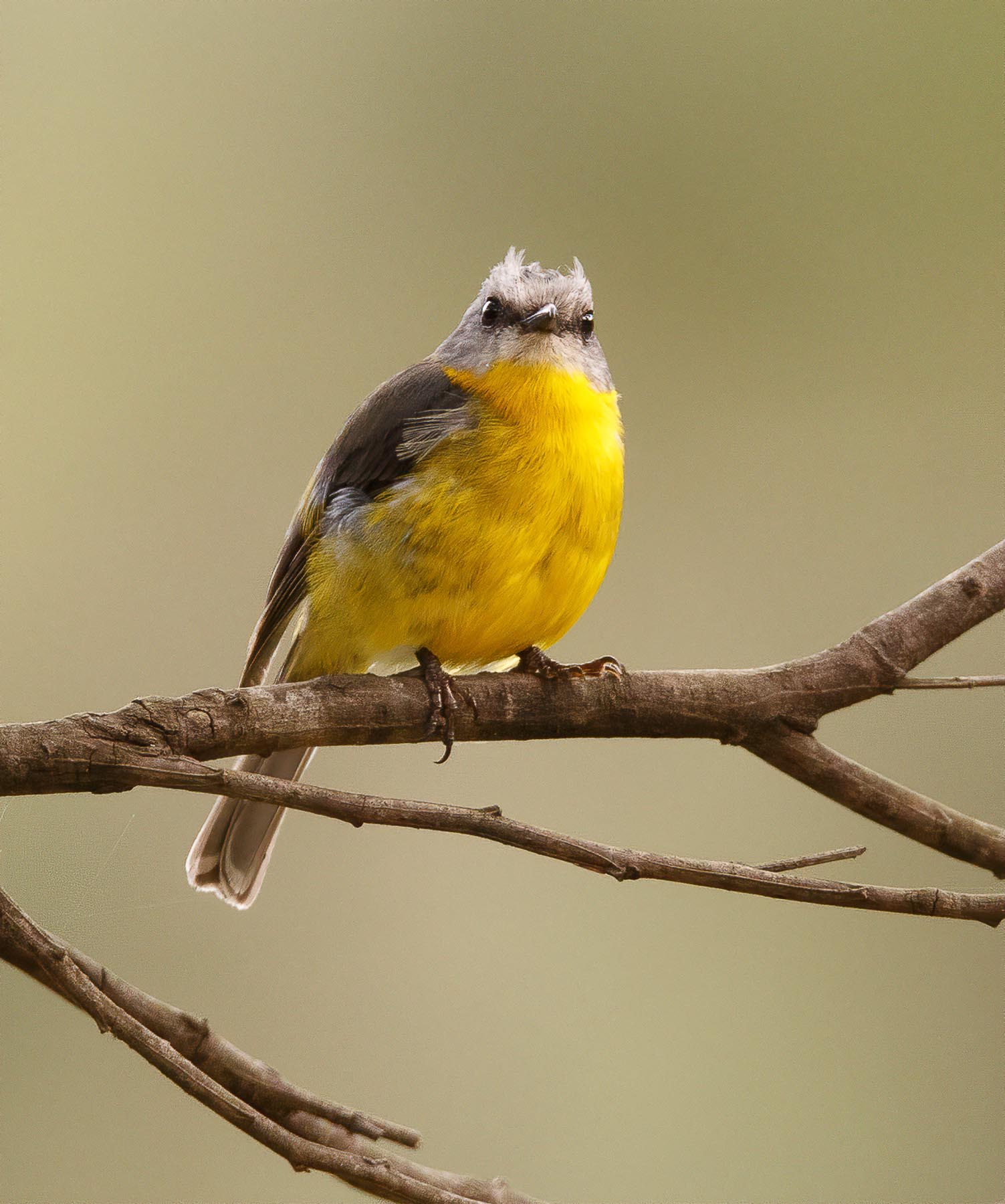 Eastern Yellow Robin (Image ID 43464)