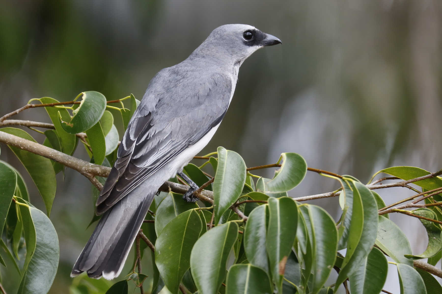 White-bellied Cuckoo-shrike (Image ID 43273)