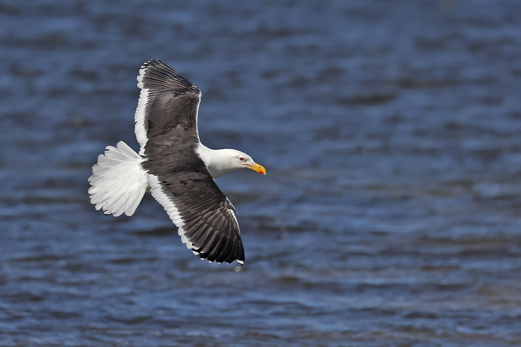 Kelp Gull (Image ID 43924)