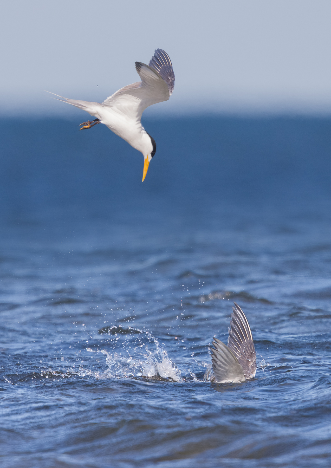 Greater Crested Tern (Image ID 43933)