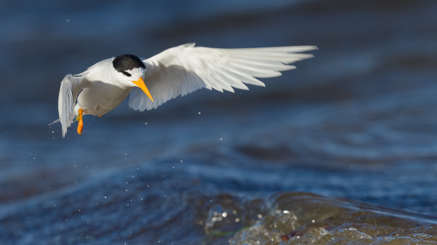 Fairy Tern (Image ID 43951)