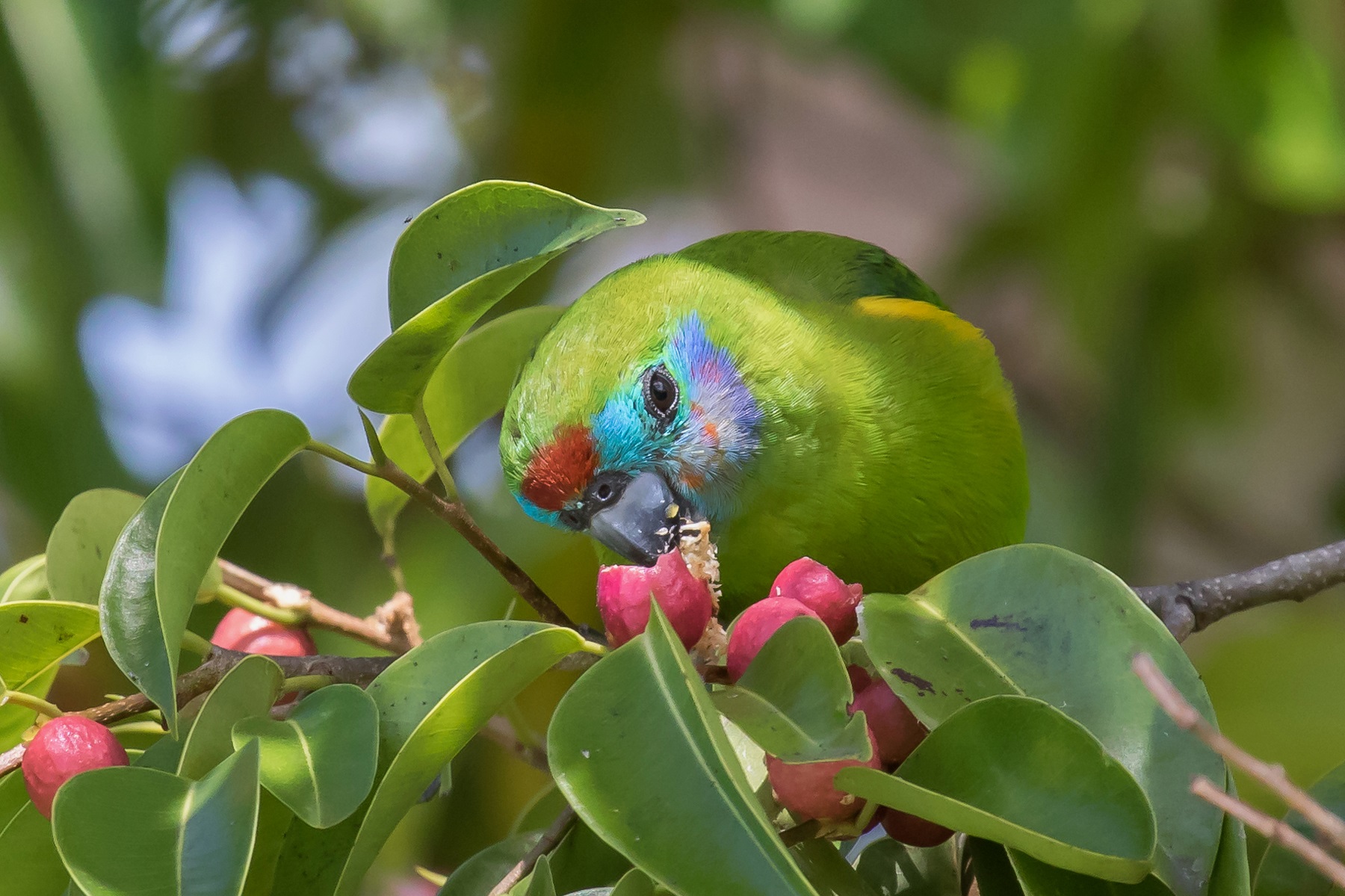 Double-eyed Fig-Parrot (Image ID 43740)