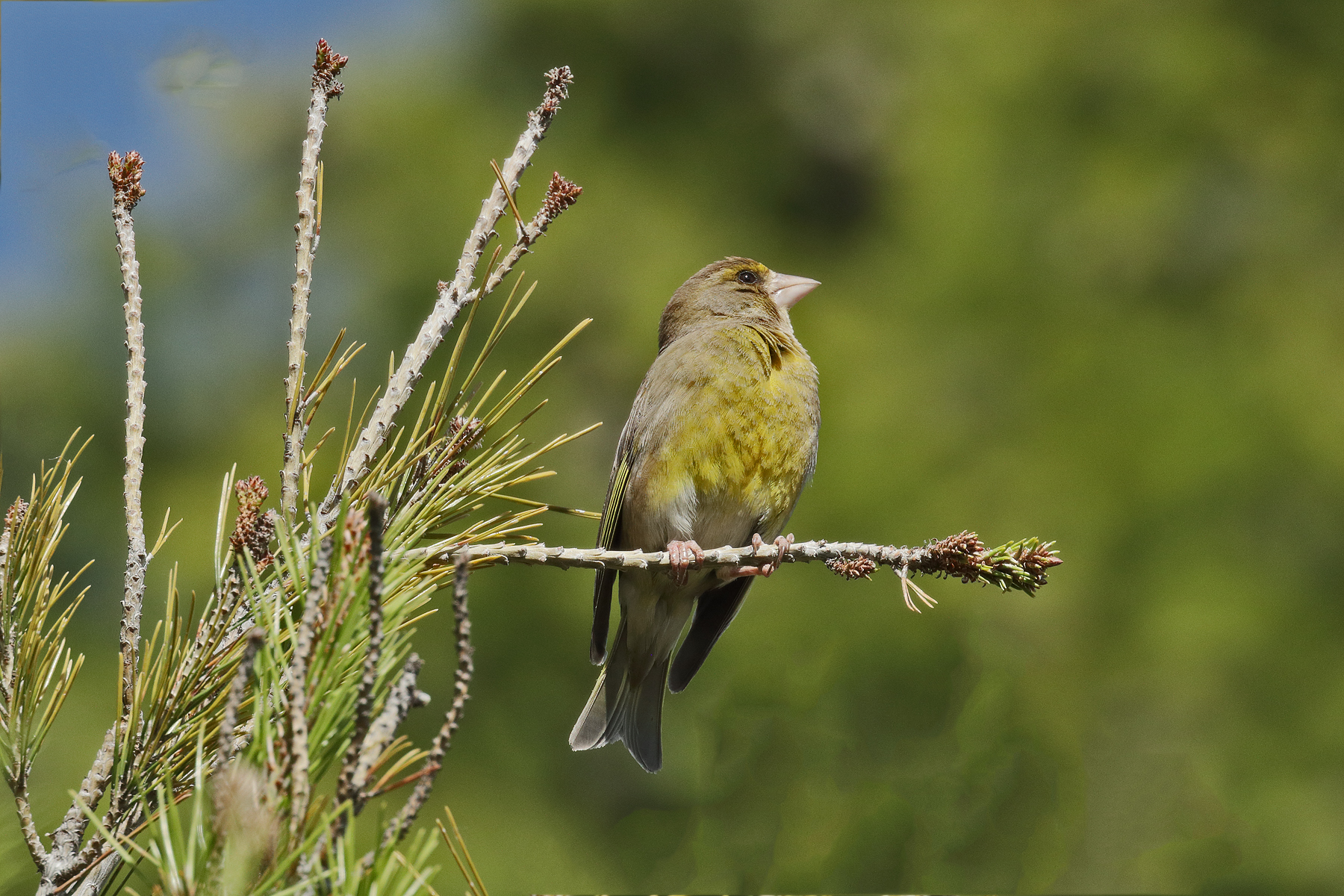 Common Greenfinch (Image ID 44027)