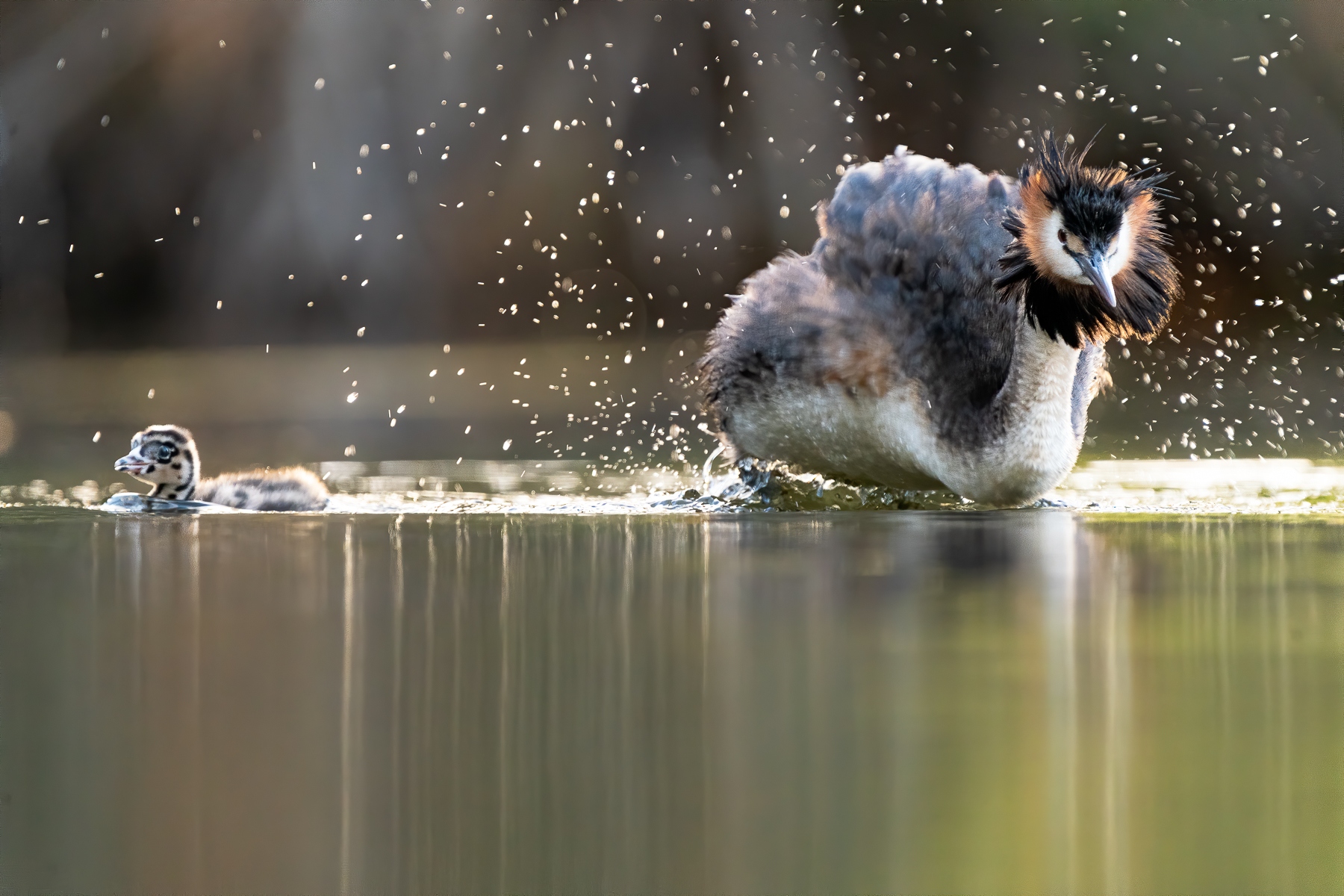 Great Crested Grebe (Image ID 43796)