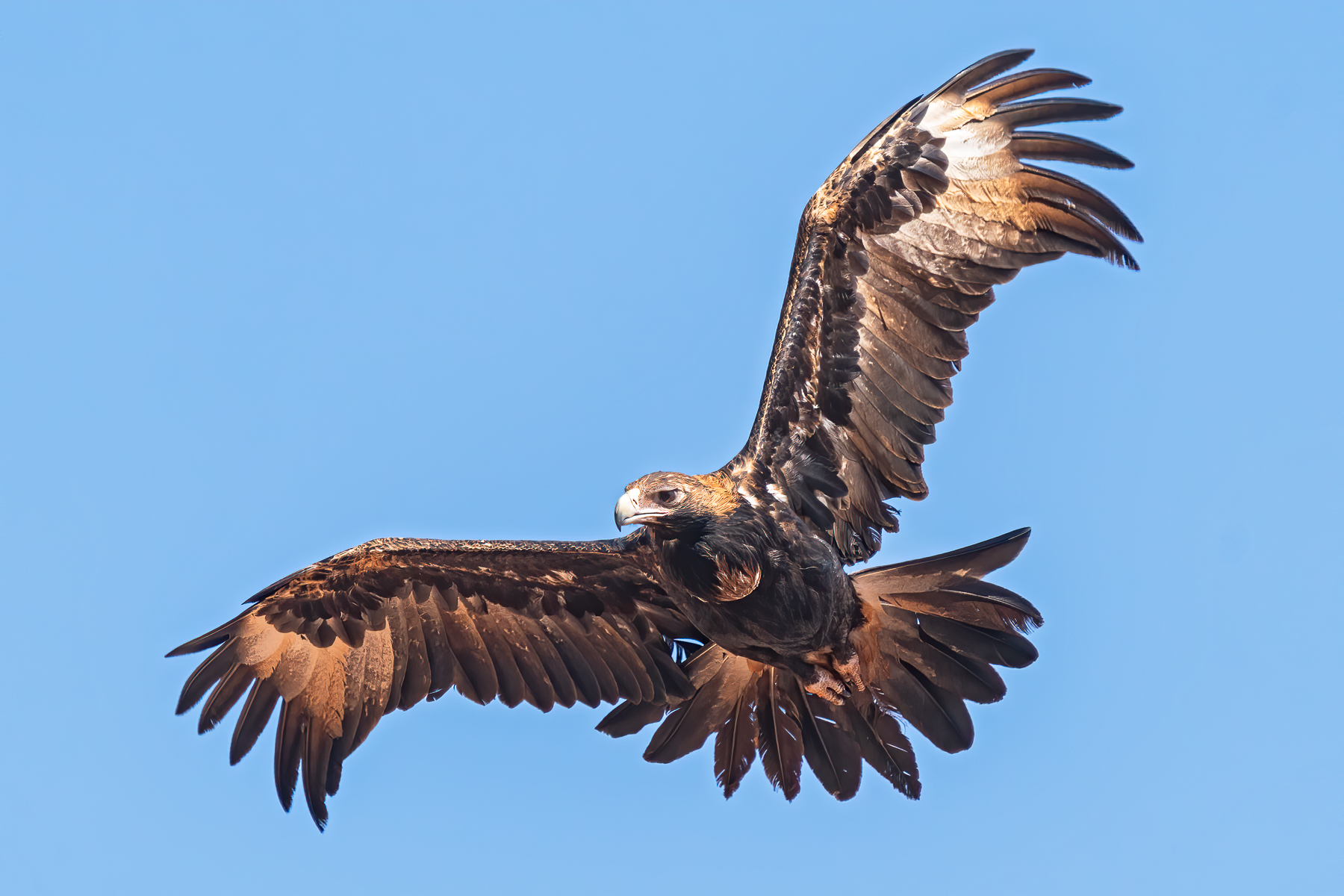 Wedge-tailed Eagle (Image ID 43670)