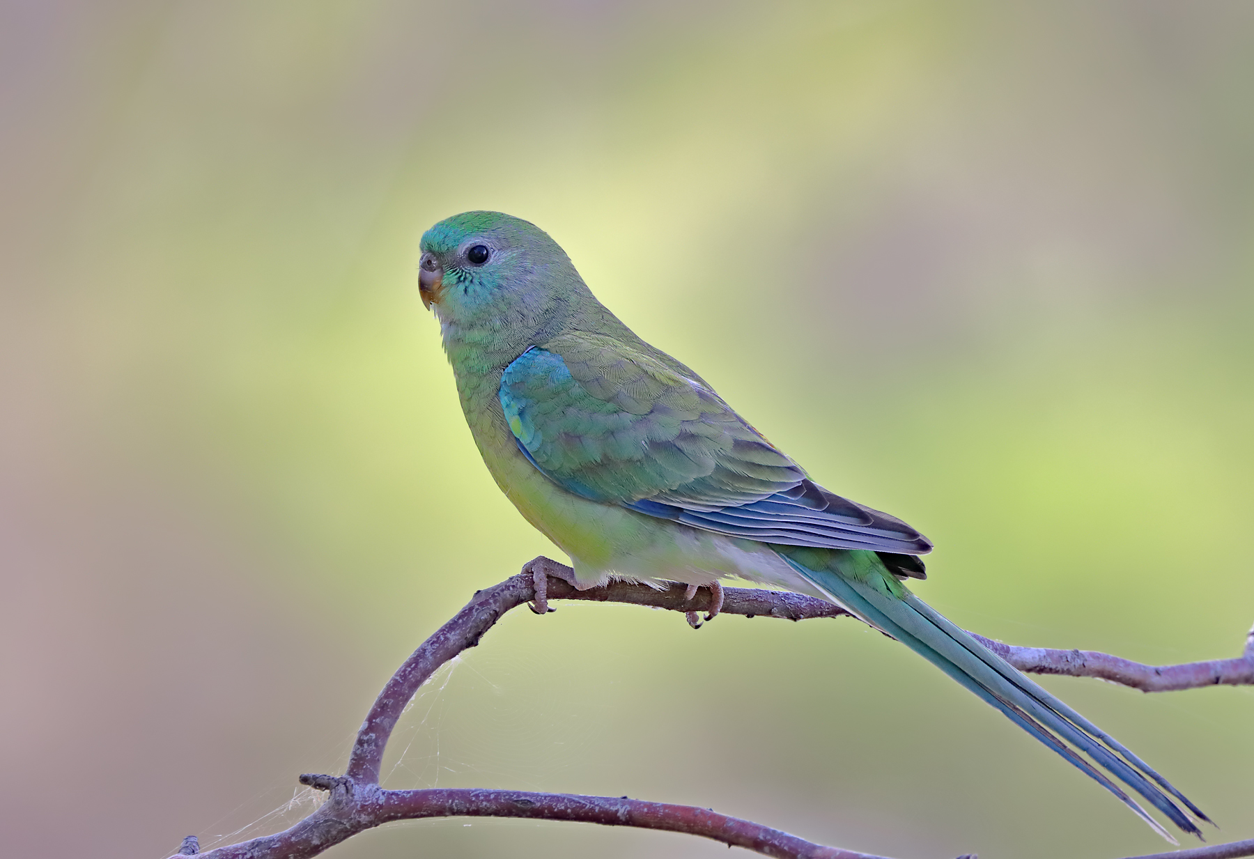 Red-rumped Parrot (Image ID 43684)