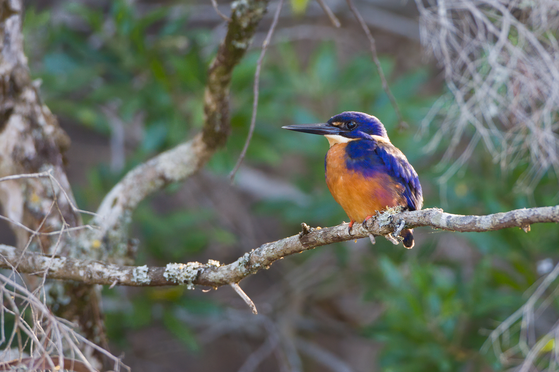 Azure Kingfisher (Image ID 43846)