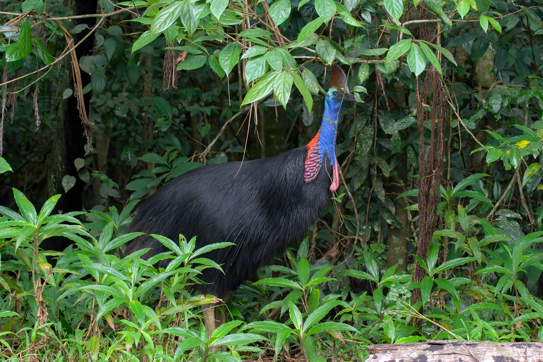 Southern Cassowary (Image ID 43887)