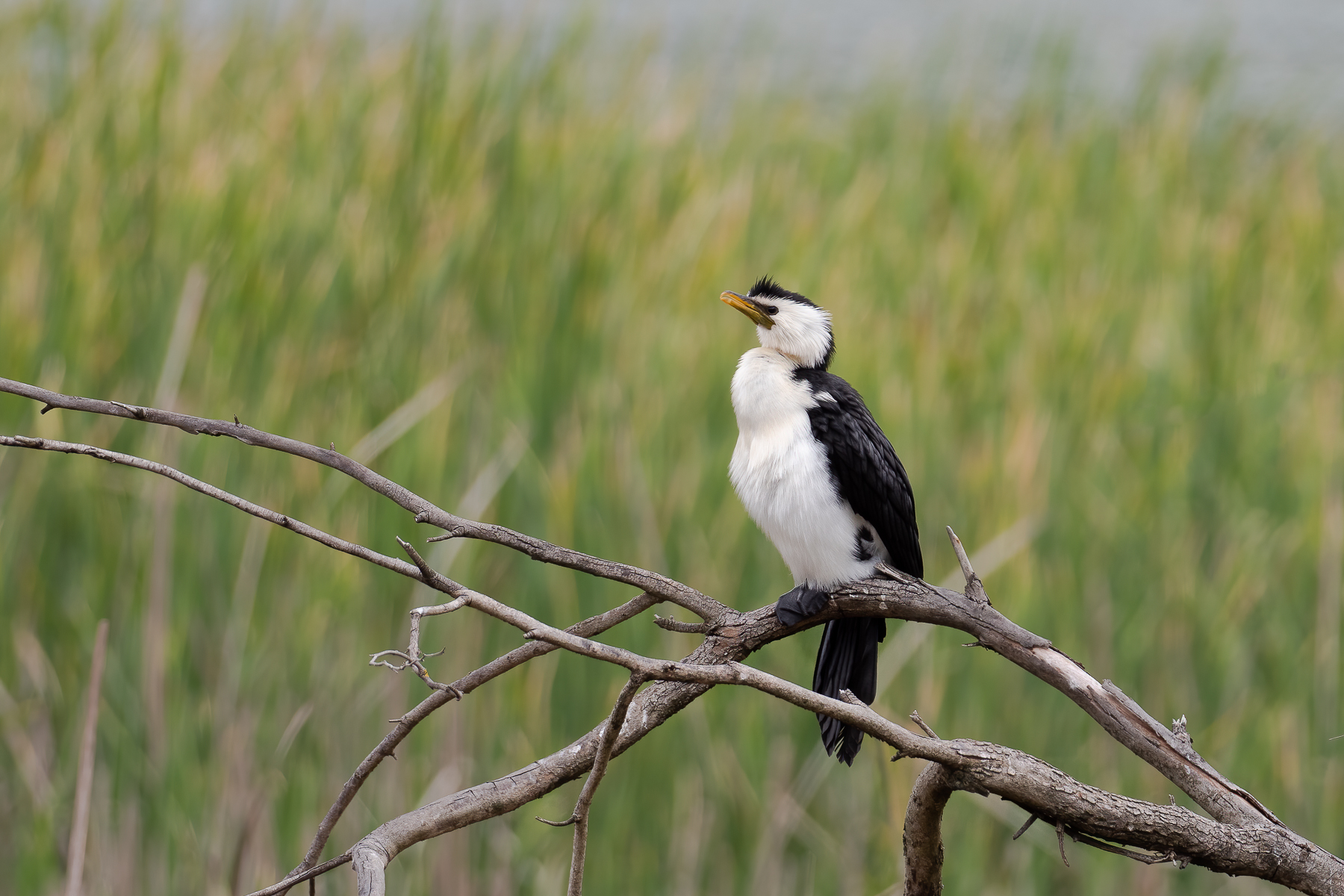 Little Pied Cormorant (Image ID 43889)