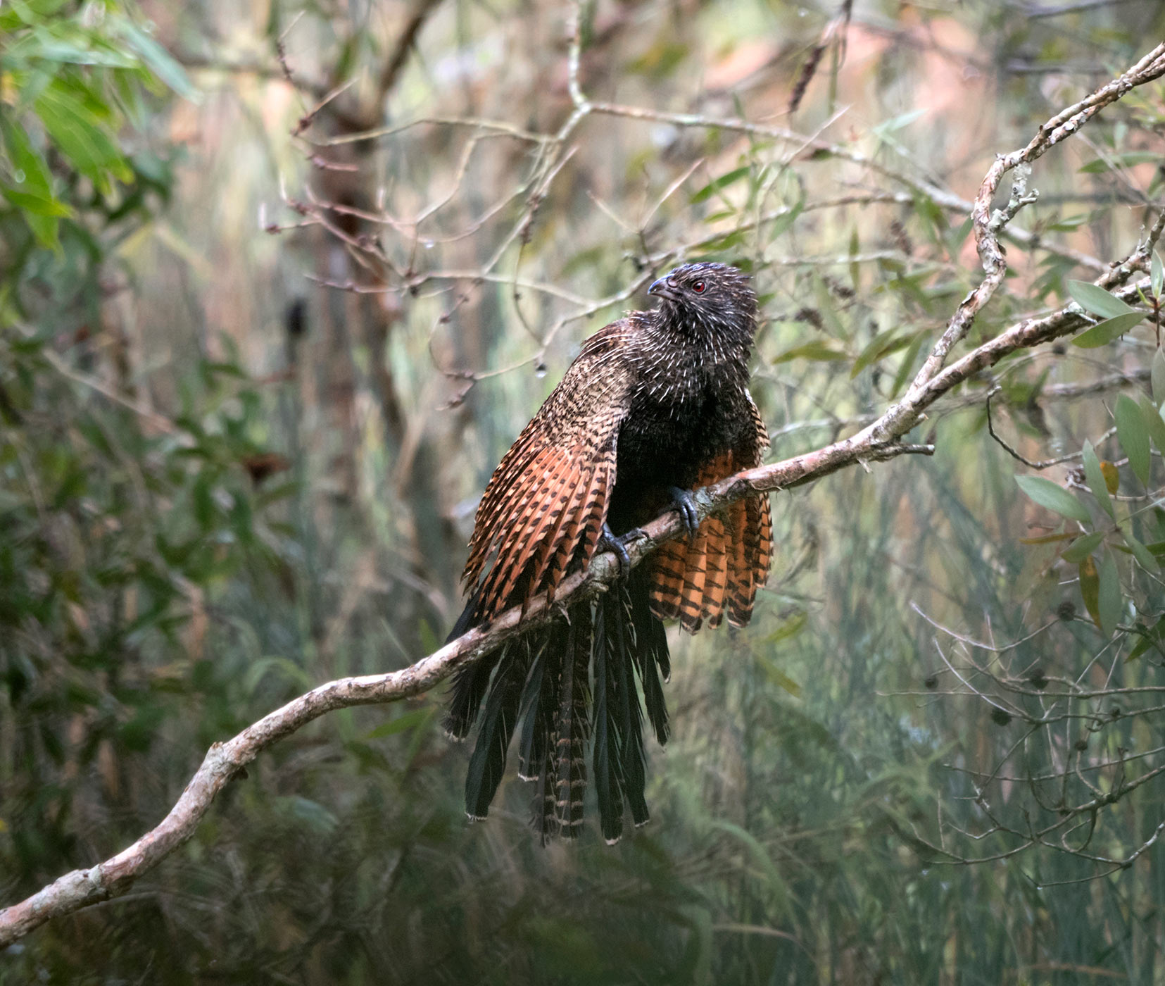Pheasant Coucal (Image ID 43955)
