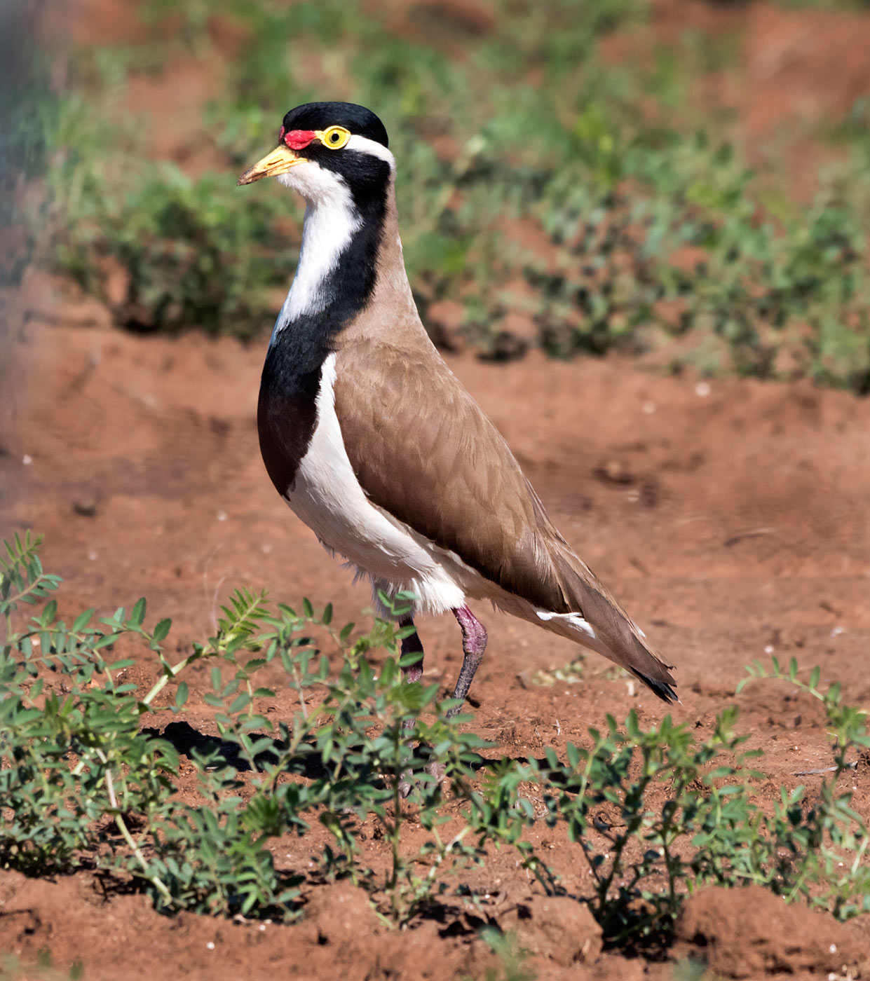 Banded Lapwing (Image ID 43952)