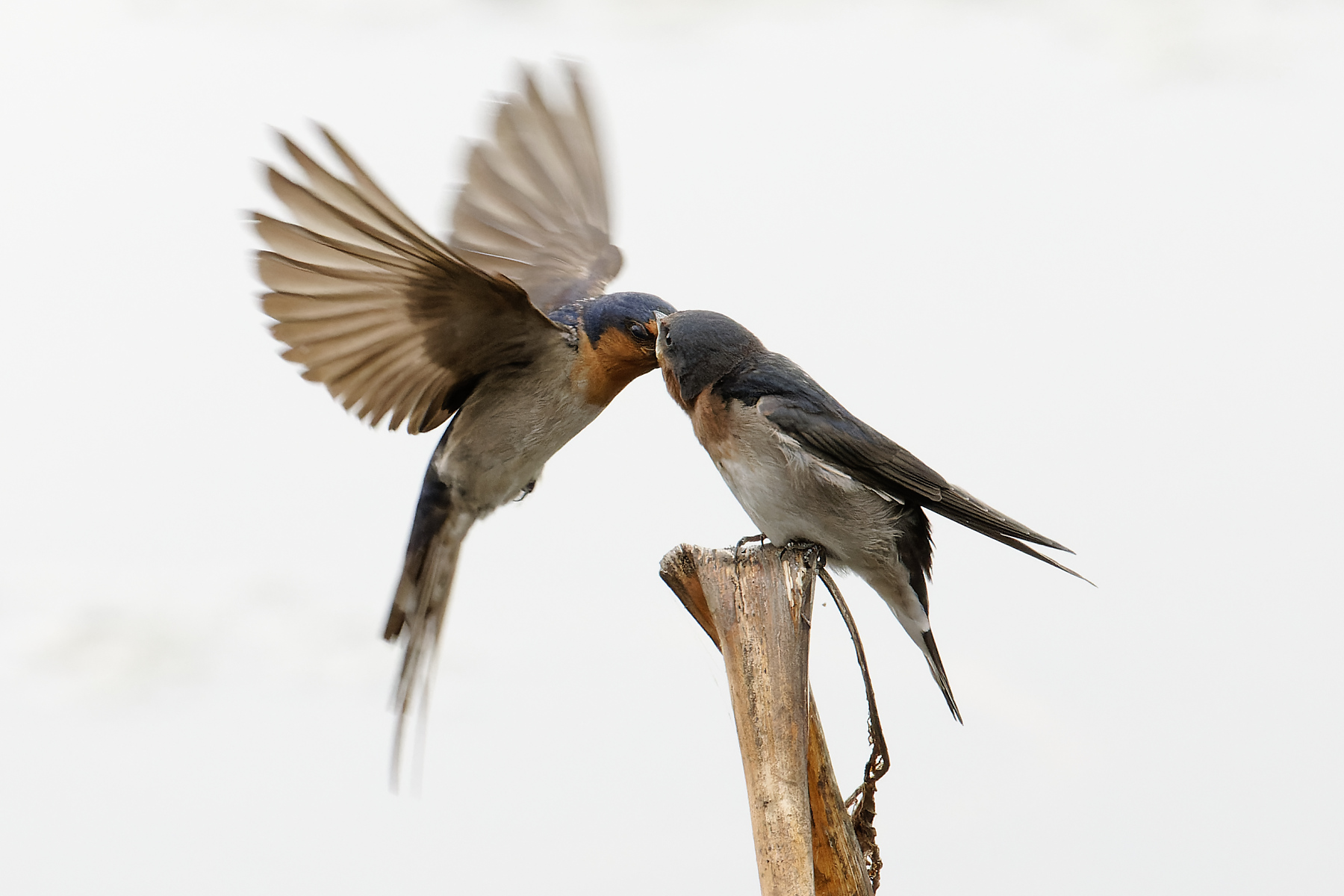 Welcome Swallow (Image ID 43759)