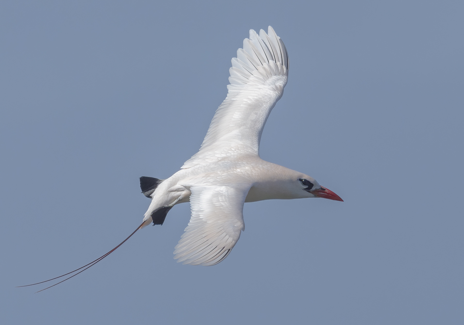 Red-tailed Tropicbird (Image ID 43820)
