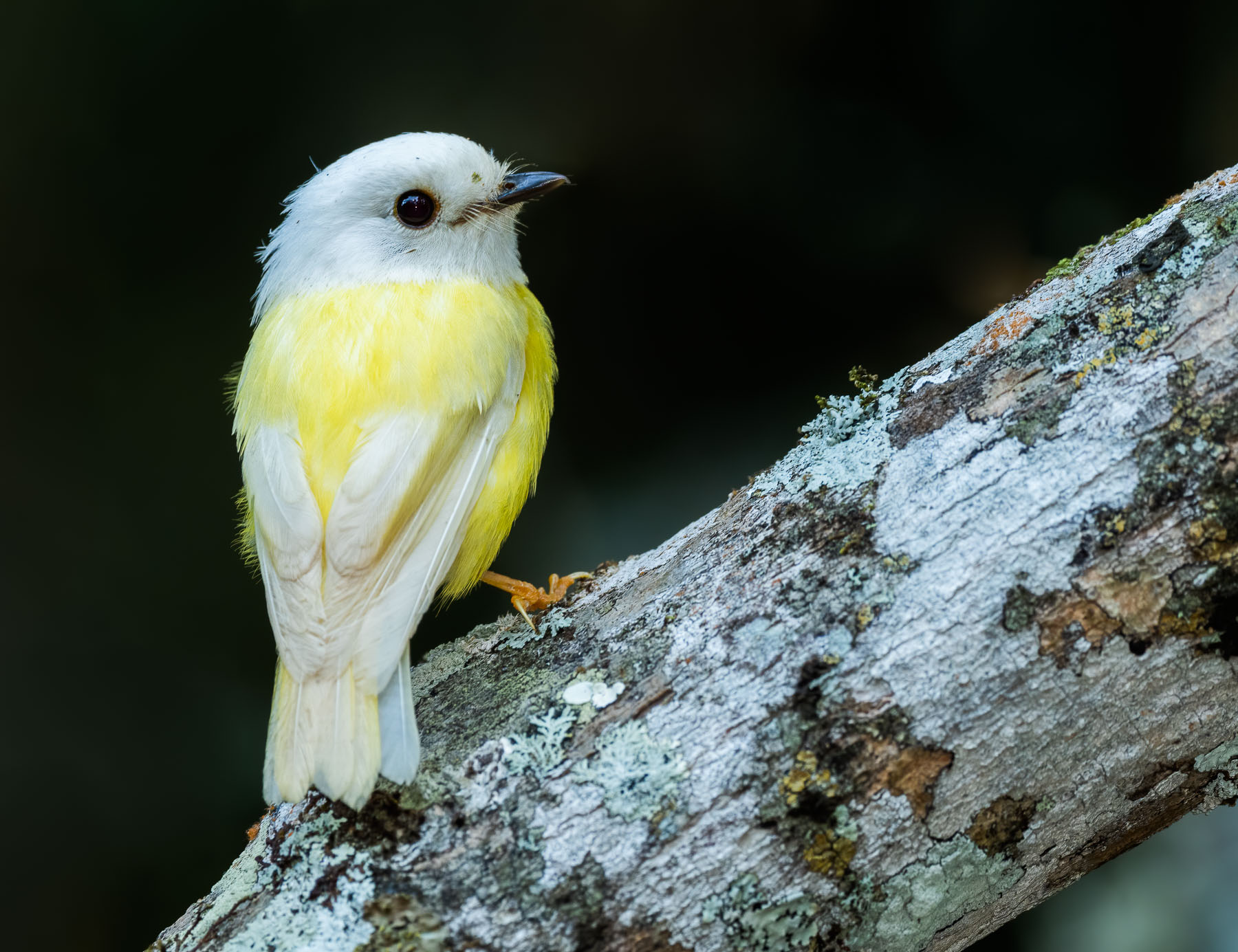 Pale-yellow Robin (Image ID 43667)