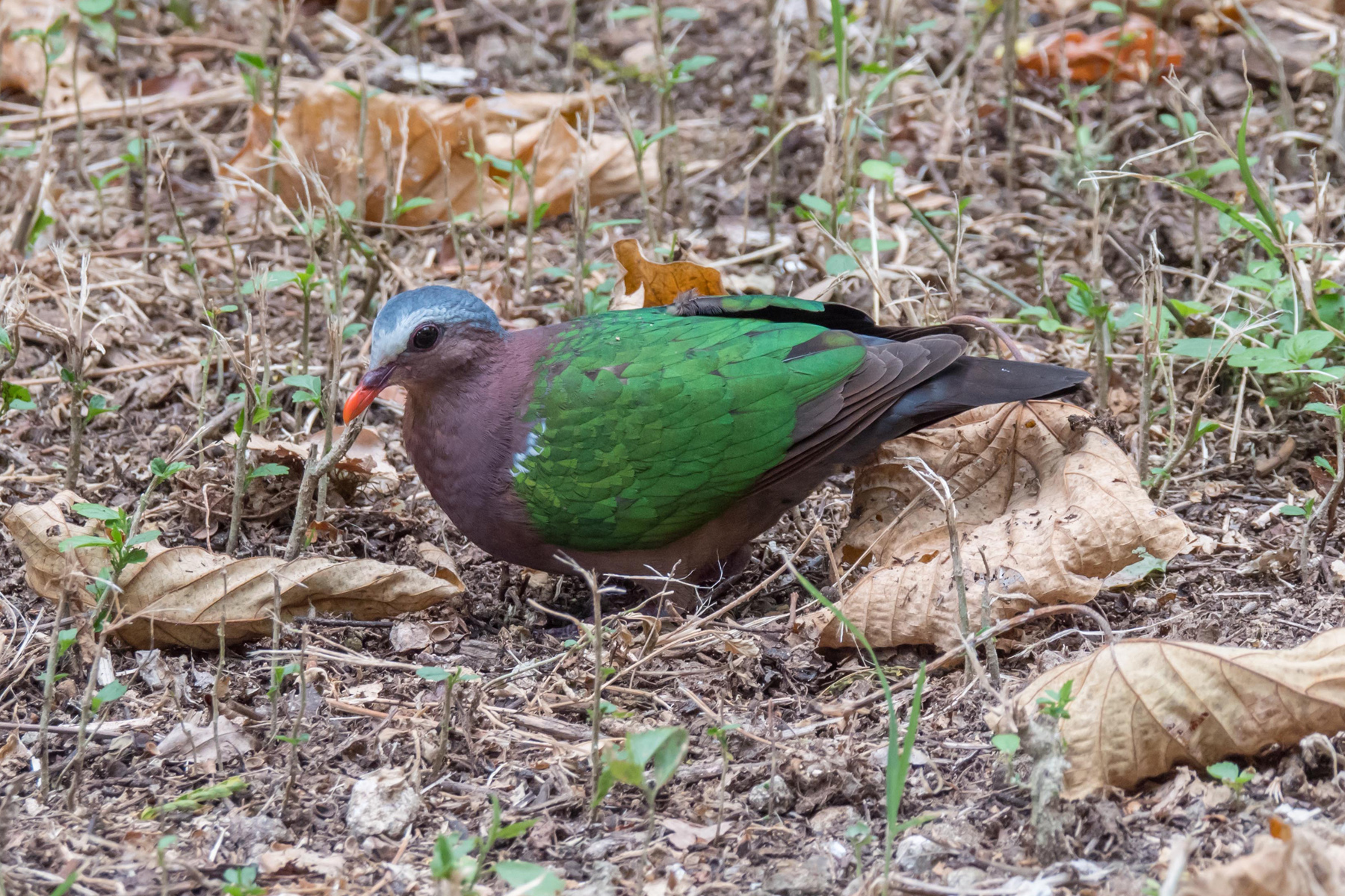 Grey-capped Emerald-Dove (Image ID 43671)